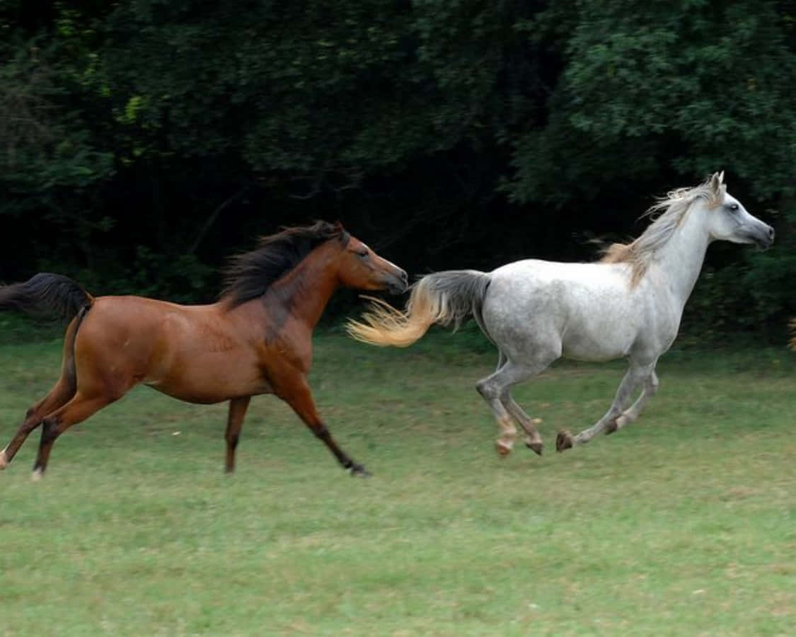 Arabian Horses 桌布 壁紙 — 兩匹馬並肩奔馳，越過一片翠綠的田野，背景是深色的樹木。
