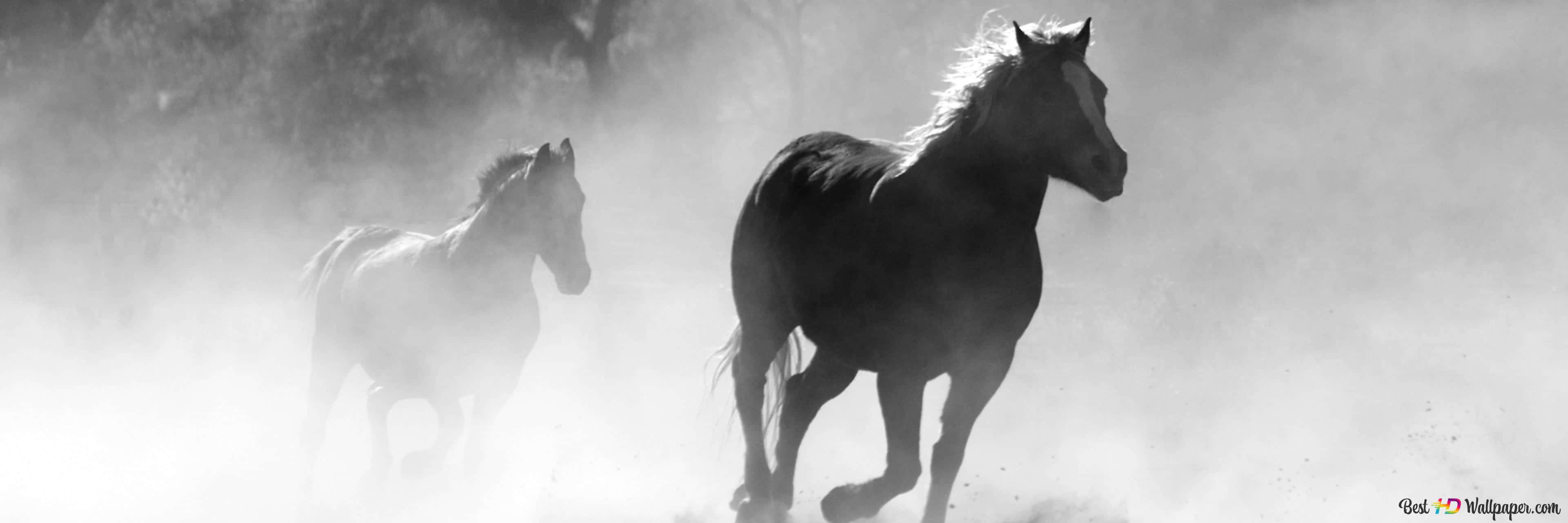 Cool Horse 桌布 壁紙 — 兩匹馬在濃霧中奔馳，戲劇性的背光營造出高對比度的黑白場景。