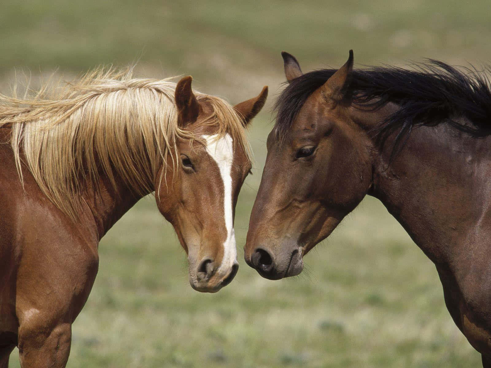 Brown Horse 桌布 壁紙 — 兩匹鬃毛對比的馬在陽光照耀的草地上溫柔地互相磨蹭。
