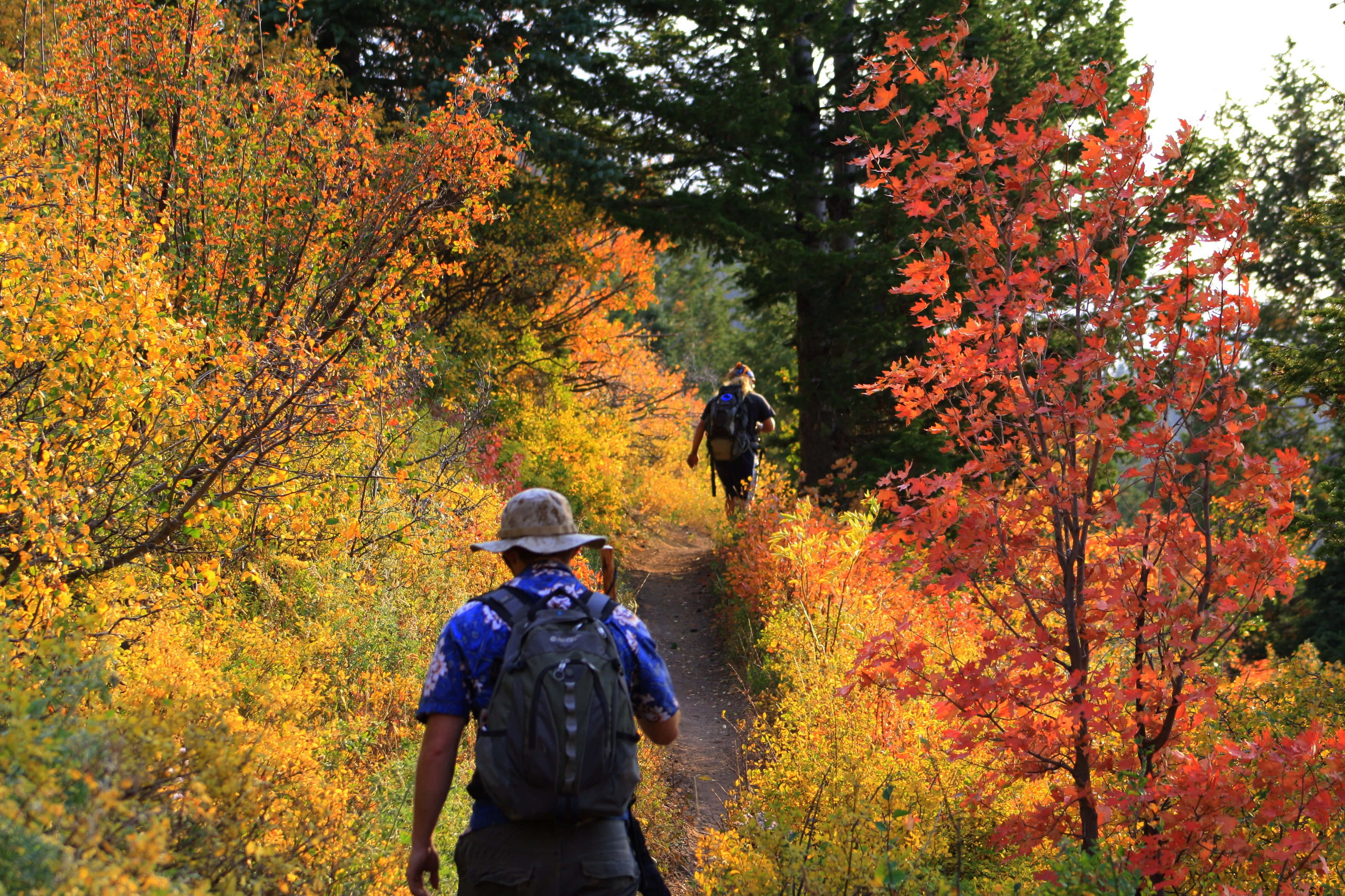 Fall Hikes 桌布 壁紙 — 兩名健行者在柔和日光下，沿著兩旁長滿鮮豔橙黃色秋葉的森林小徑徒步。
