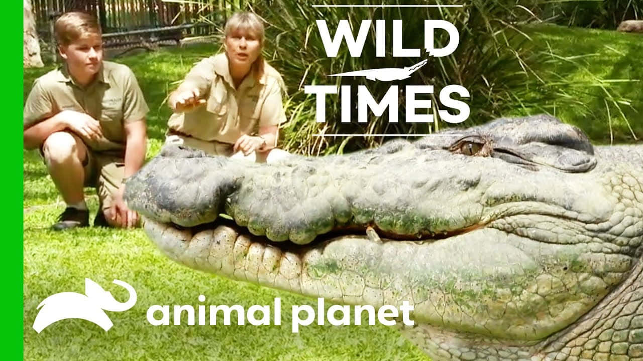 動物星球 桌布 壁紙 — 兩名動物園管理員在明亮的日光下，蹲在一個草地圍欄內一隻巨大鱷魚的頭旁邊。