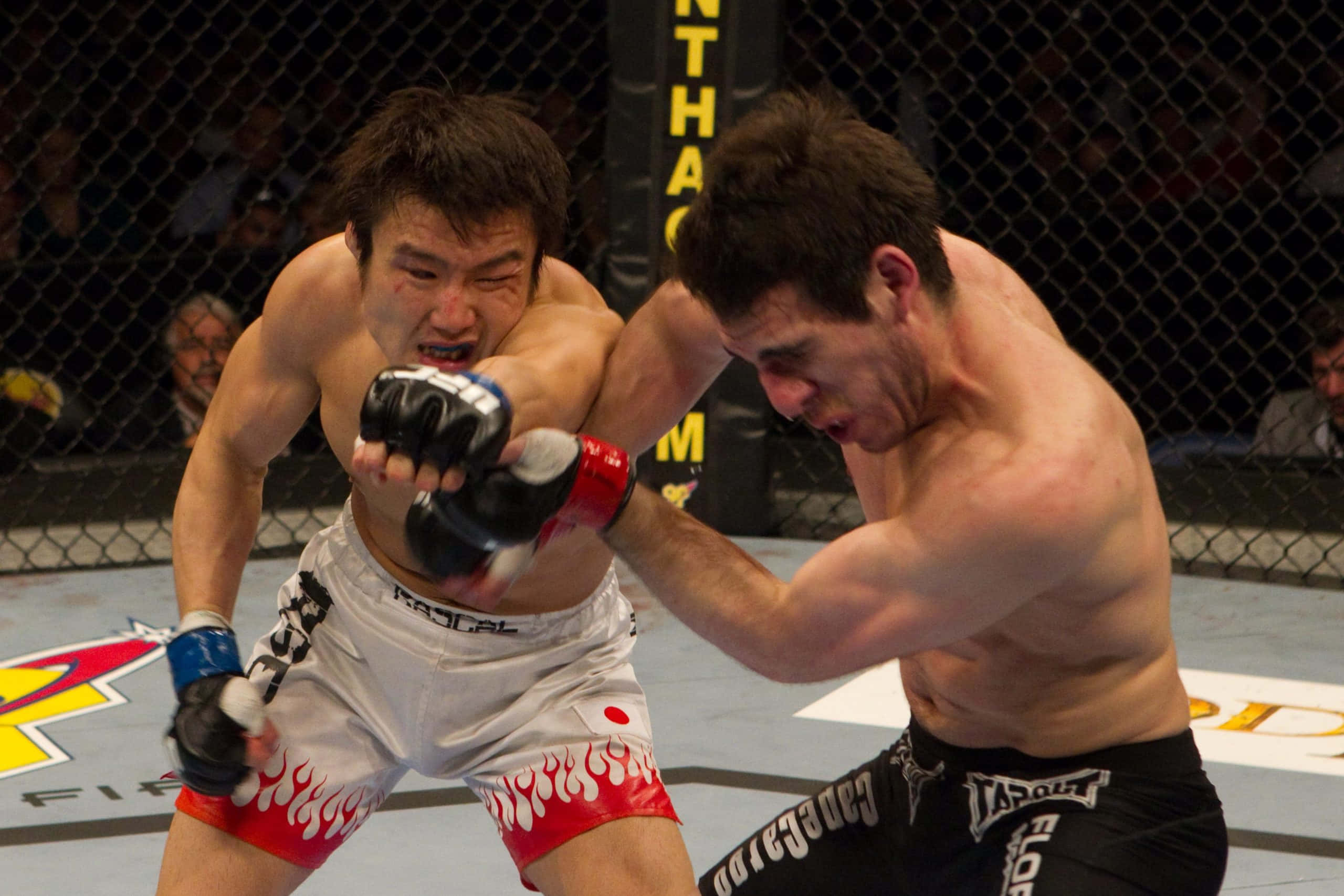 UFC 桌布 壁紙 — 兩名拳手在MMA鐵籠中激烈纏鬥，滿臉鮮血，神情專注。