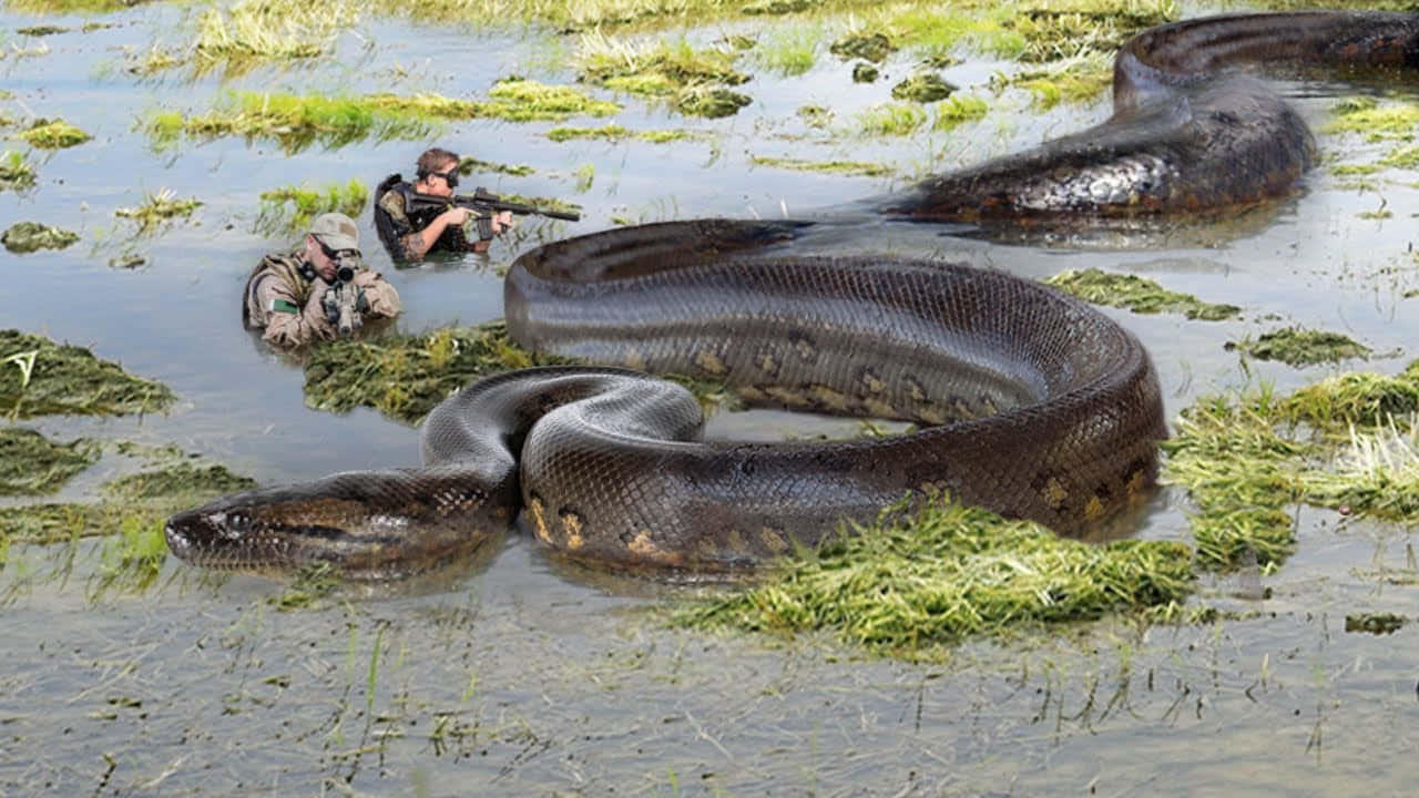 Scary Snake 桌布 壁紙 — 兩名武裝士兵謹慎地將步槍瞄準一條盤繞在渾濁沼澤水中的巨大水蟒。