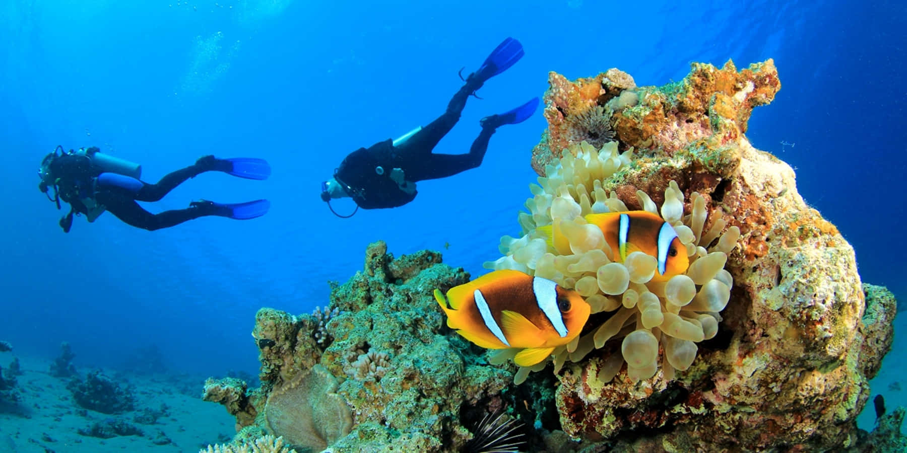 diving 桌布 壁紙 — 兩名水肺潛水員在清澈的藍色海水中滑行，旁邊是充滿活力的珊瑚礁，棲息著色彩繽紛的小丑魚。