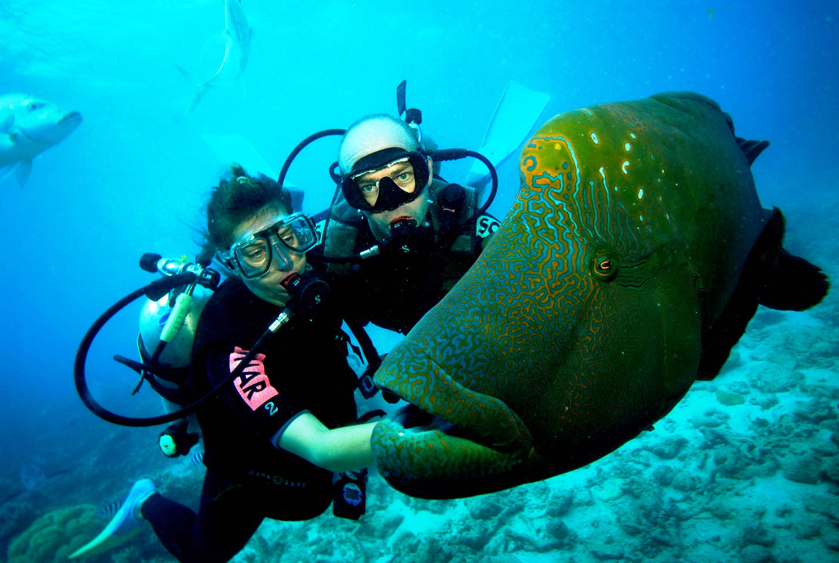 diving 桌布 壁紙 — 兩名水肺潛水員在清澈的藍色海水中與一條巨大的有圖案的魚溫和互動。
