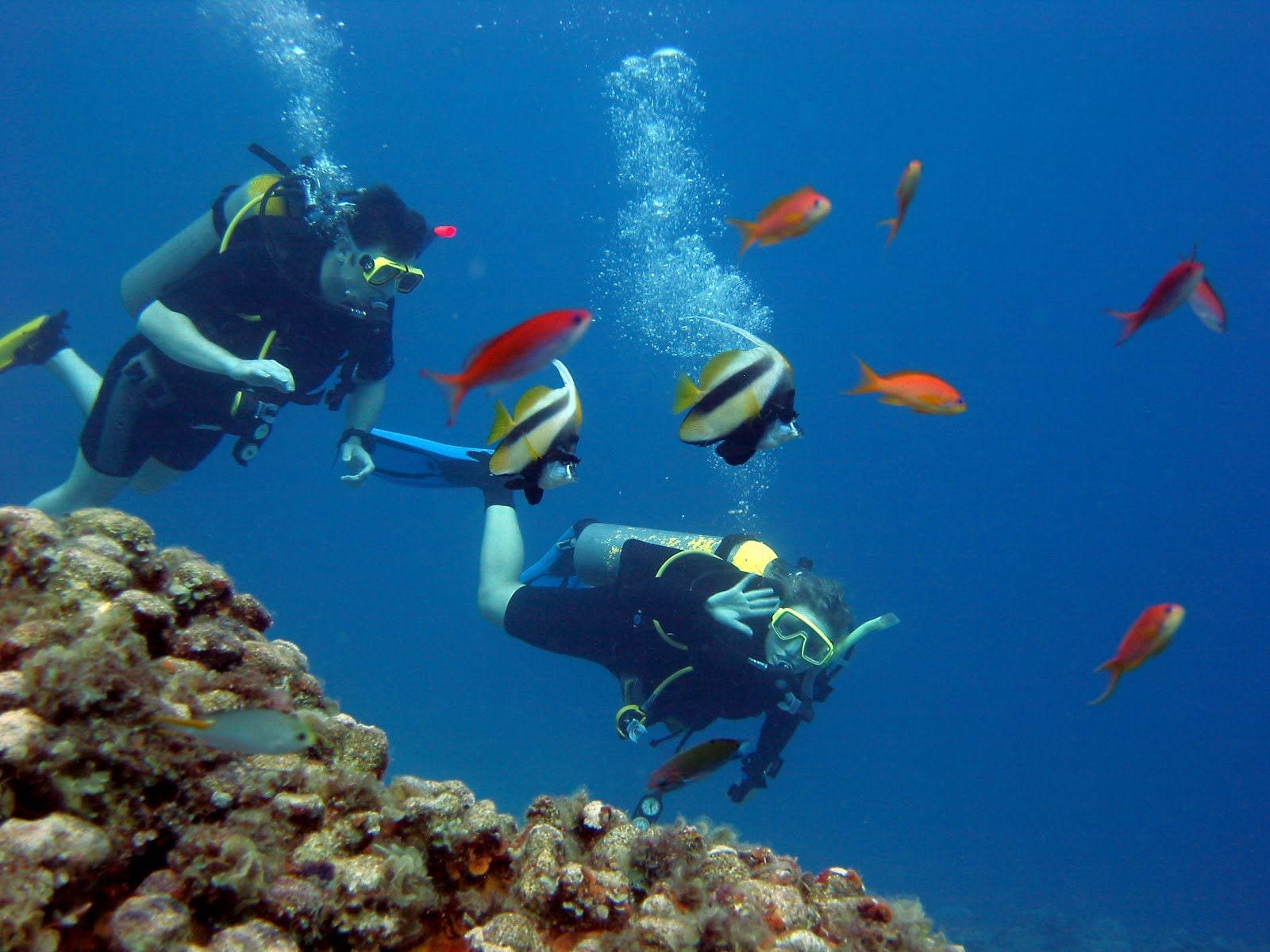 diving 桌布 壁紙 — 兩名水肺潛水員探索一個充滿色彩繽紛的熱帶魚和上升氣泡的 vibrant 珊瑚礁。
