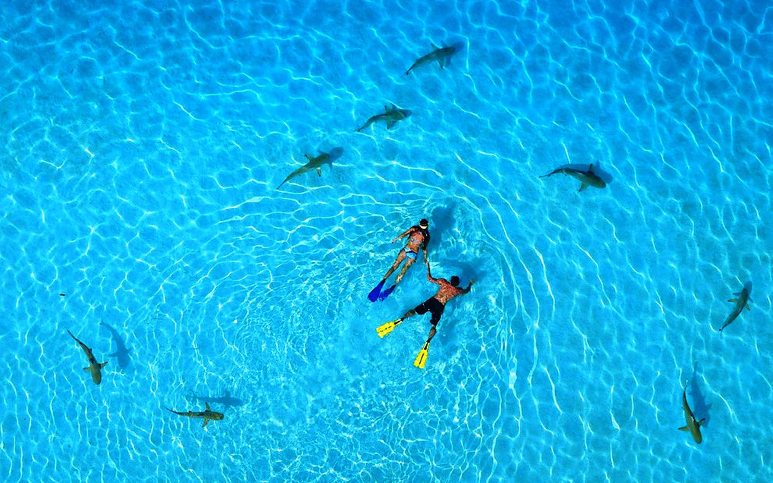 Snorkeling 桌布 壁紙 — 兩名浮潛者平靜地漂浮在清澈碧綠的海水中，周圍有鯊魚游動。