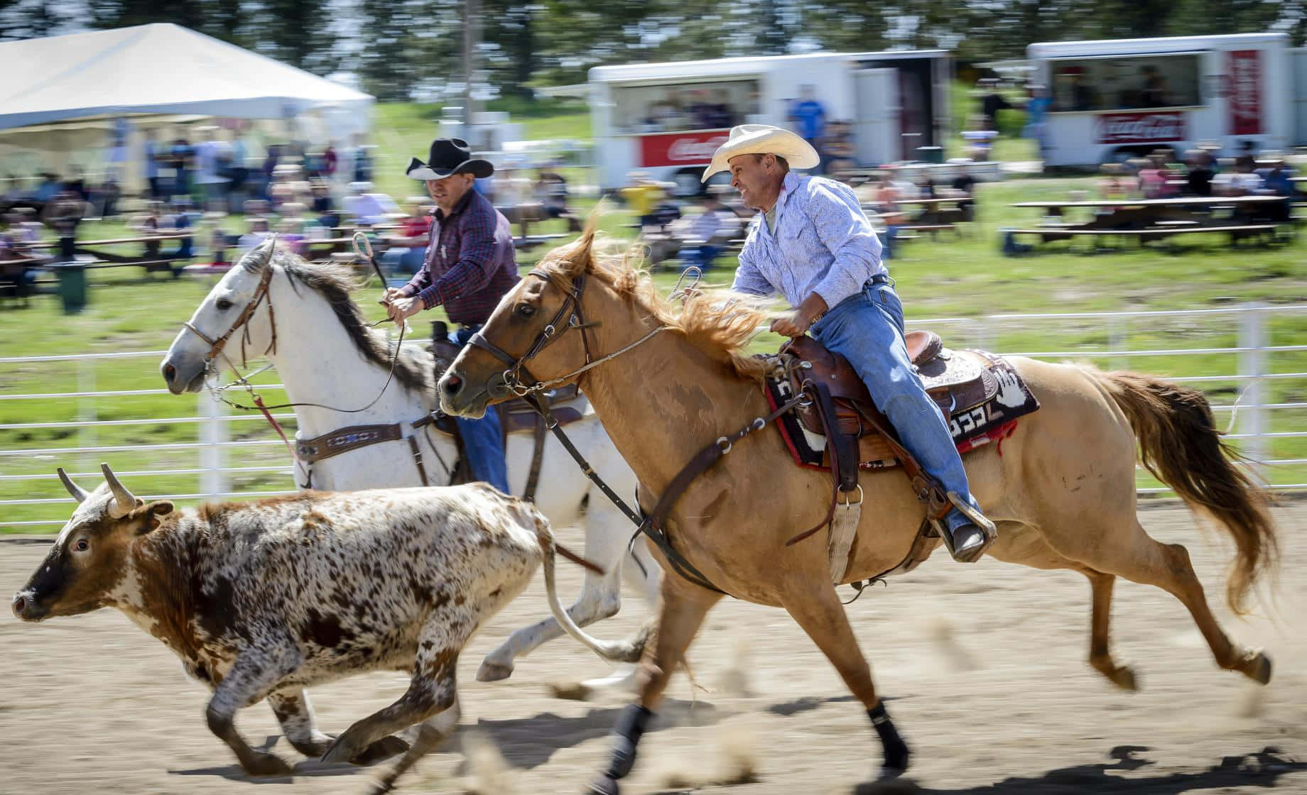 Rodeo 桌布 壁紙 — 兩名牛仔騎著奔騰的馬匹，在塵土飛揚的牛仔競技場上追逐一頭有斑點的小牛，背景有觀眾。