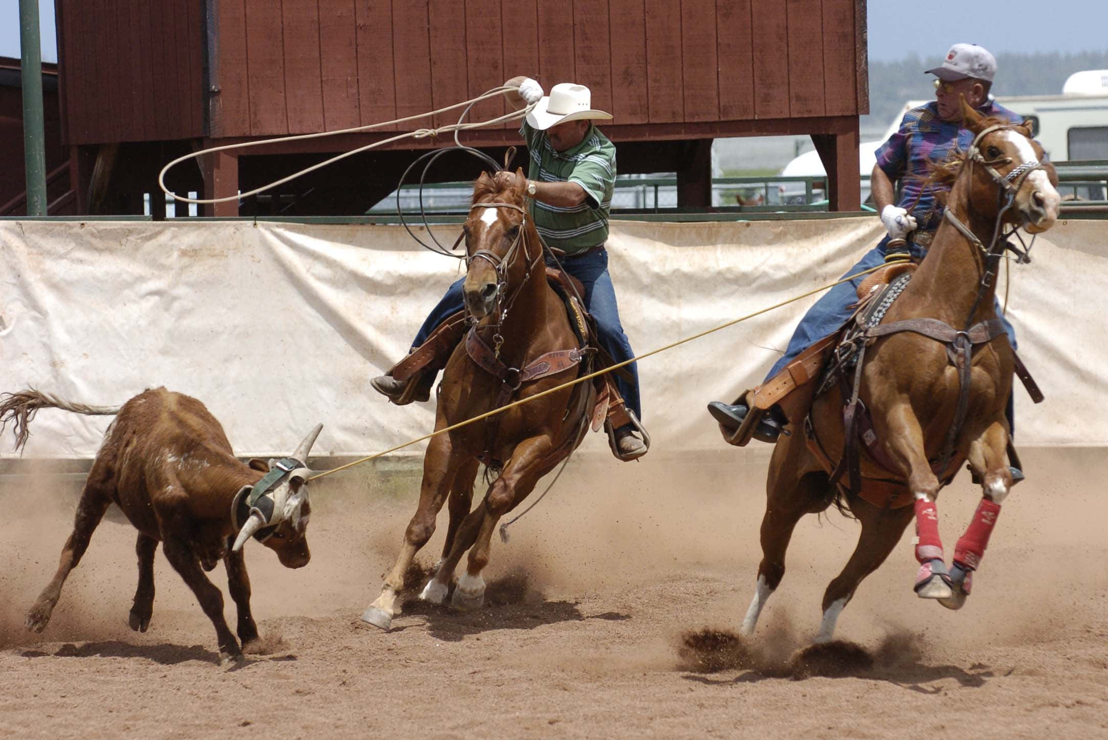 Team Roping 桌布 壁紙 — 兩名牛仔騎著奔騰的馬匹，在塵土飛揚的牛仔競技場上追逐一頭閹牛，陽光普照。