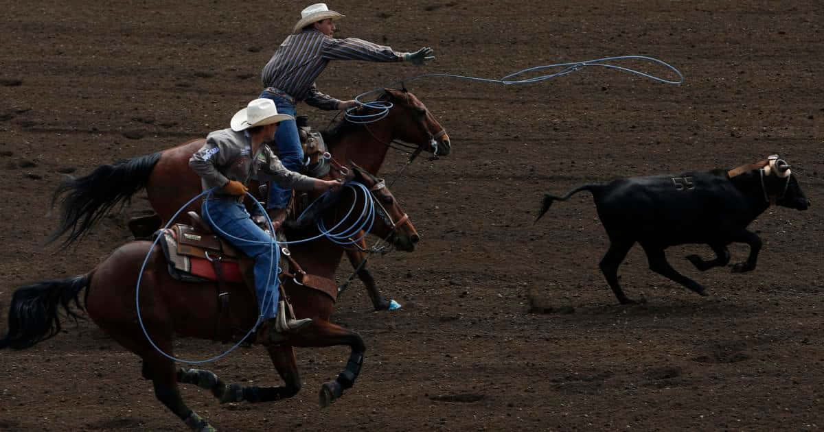 Team Roping 桌布 壁紙 — 兩名牛仔騎著奔騰的馬匹，在塵土飛揚的牛仔競技場上揮舞套索追逐一頭黑色小牛。