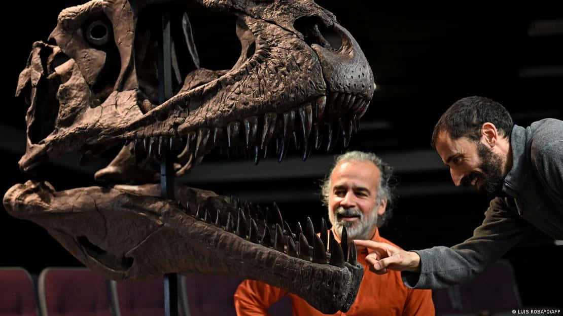 Jurassic Park 桌布 壁紙 — 兩名男子在燈光昏暗的博物館展覽中近距離檢查一個巨大的恐龍頭骨化石。