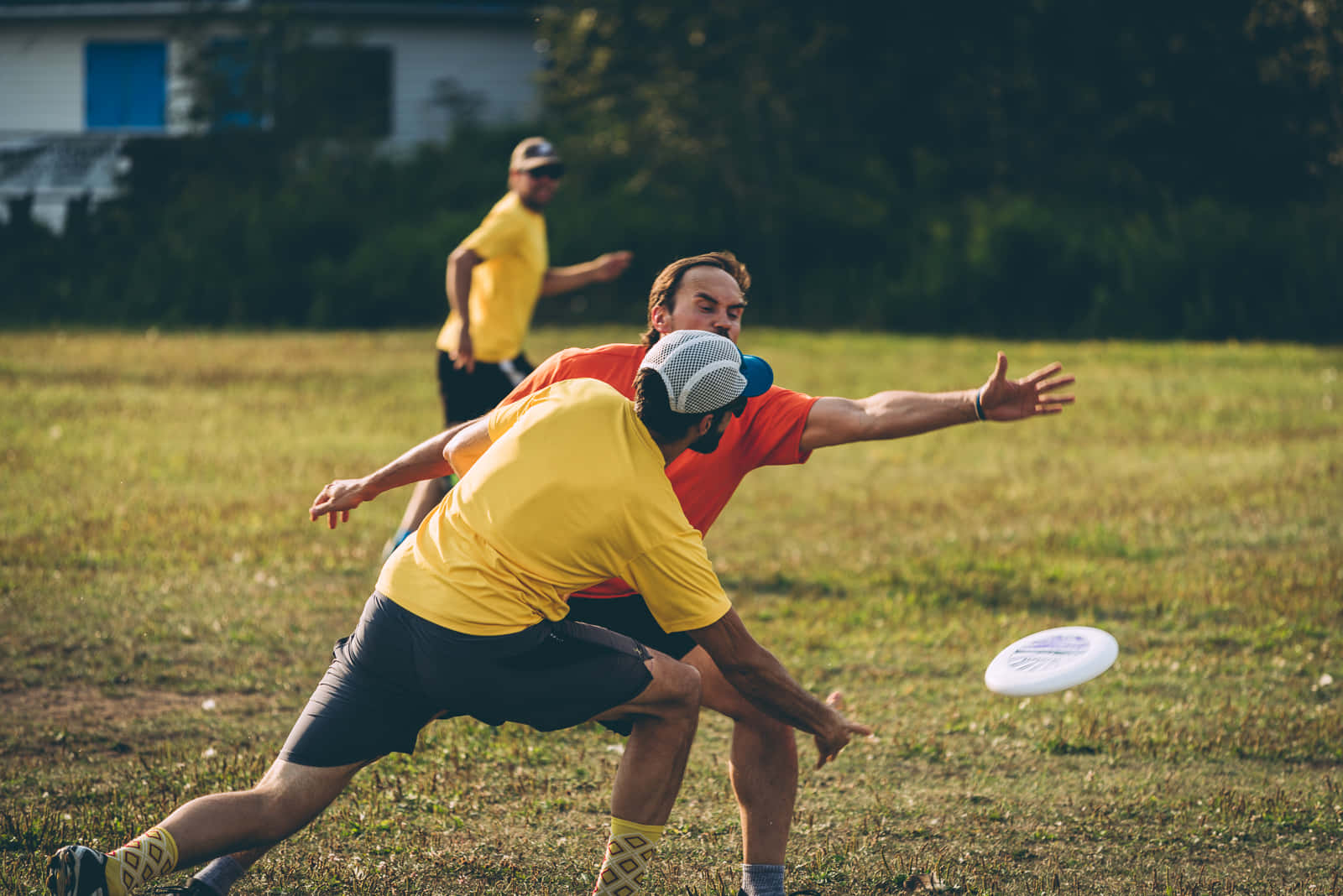 運動 桌布 壁紙 — 兩名男子在陽光明媚的草地上激烈爭奪一個飛行的飛盤，背景中還有第三名玩家。