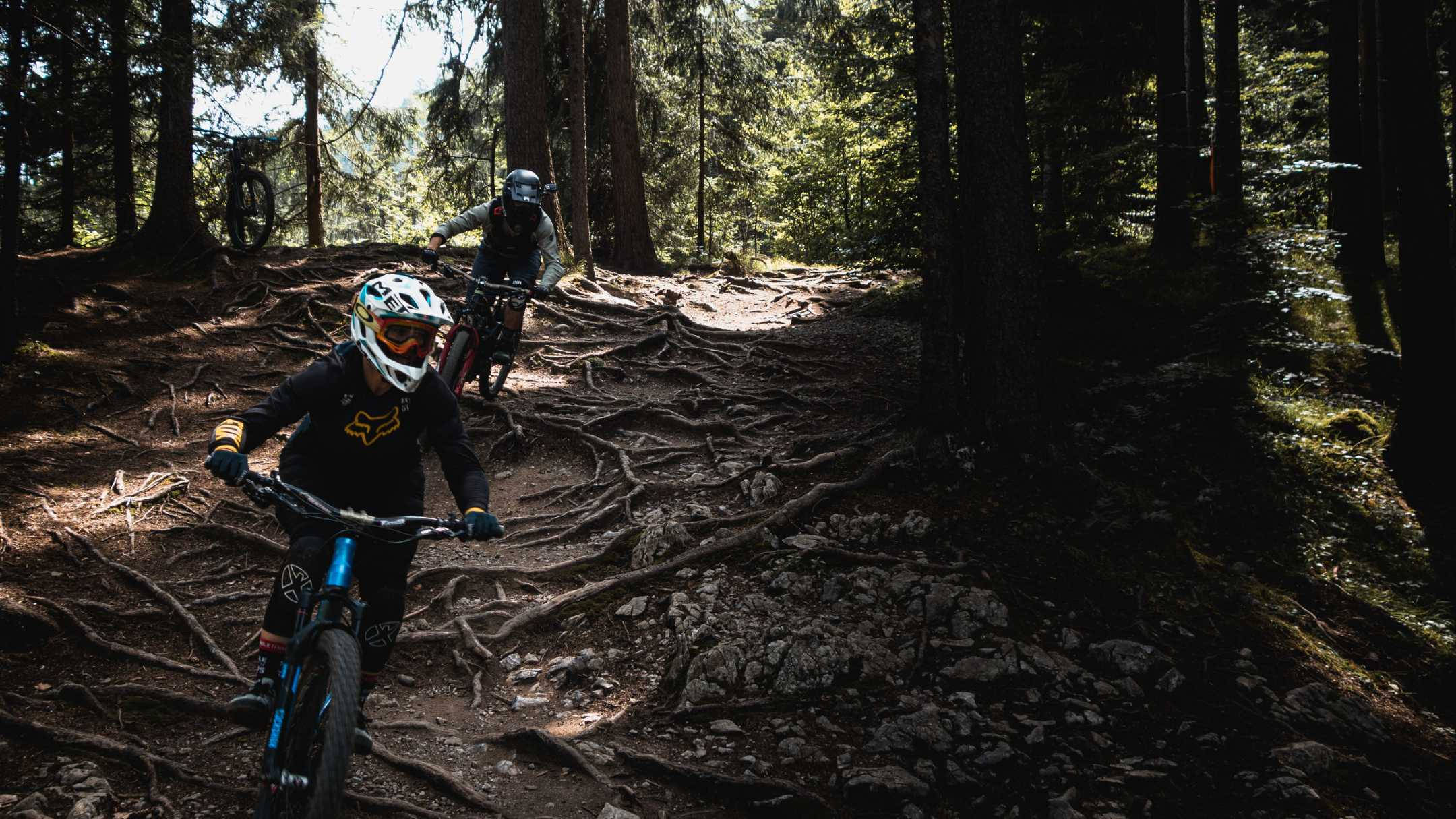 Mountain Bike 桌布 壁紙 — 兩名登山車騎士在斑駁的陽光穿過高大的松樹照射下，行駛在一條佈滿樹根的森林小徑上。