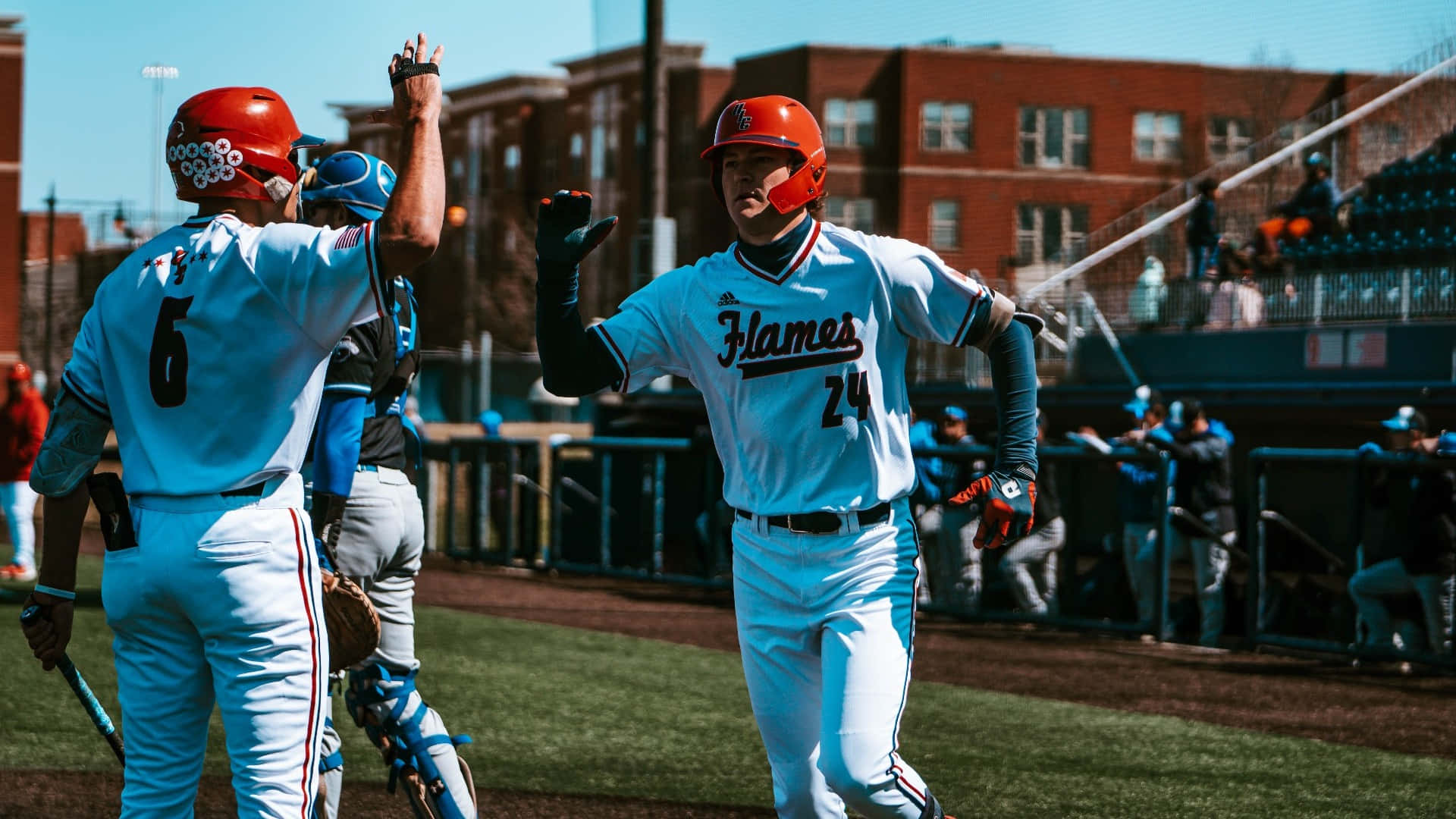 College Baseball 桌布 壁紙 — 兩名身穿淺藍色球衣的棒球運動員在陽光明媚的球場上擊掌，背景是磚砌建築。