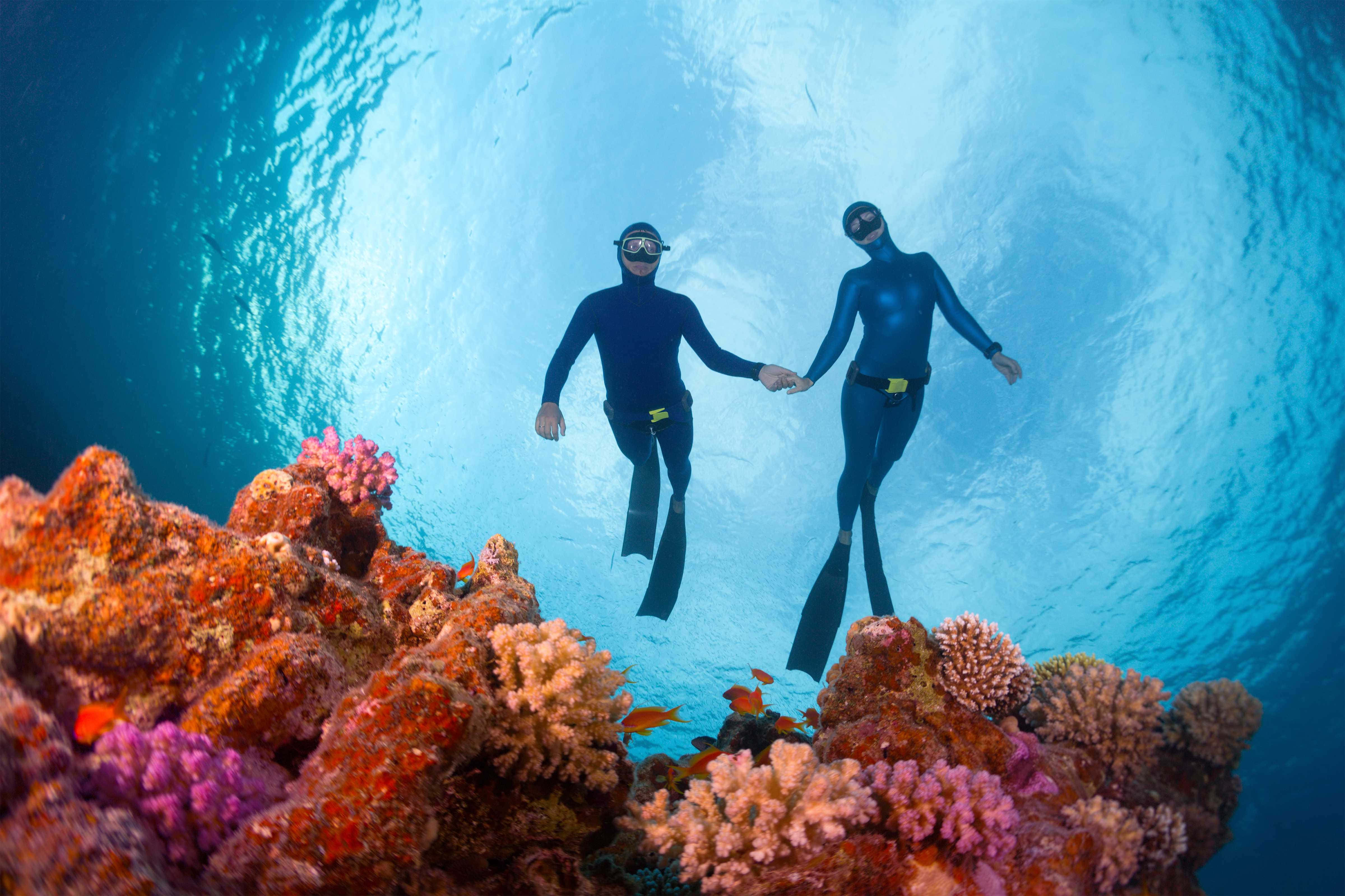 diving 桌布 壁紙 — 兩名身穿黑色潛水衣的潛水員在清澈藍色海水下，於充滿色彩繽紛魚類的 vibrant 珊瑚礁上方牽手。