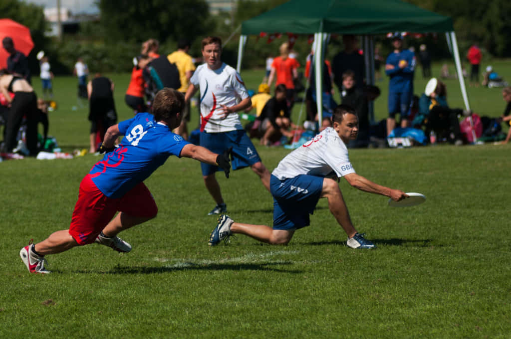 Frisbee 桌布 壁紙 — 兩名運動員在陽光普照的草地上飛身撲向一個飛行的飛盤，在戶外體育賽事中競爭。