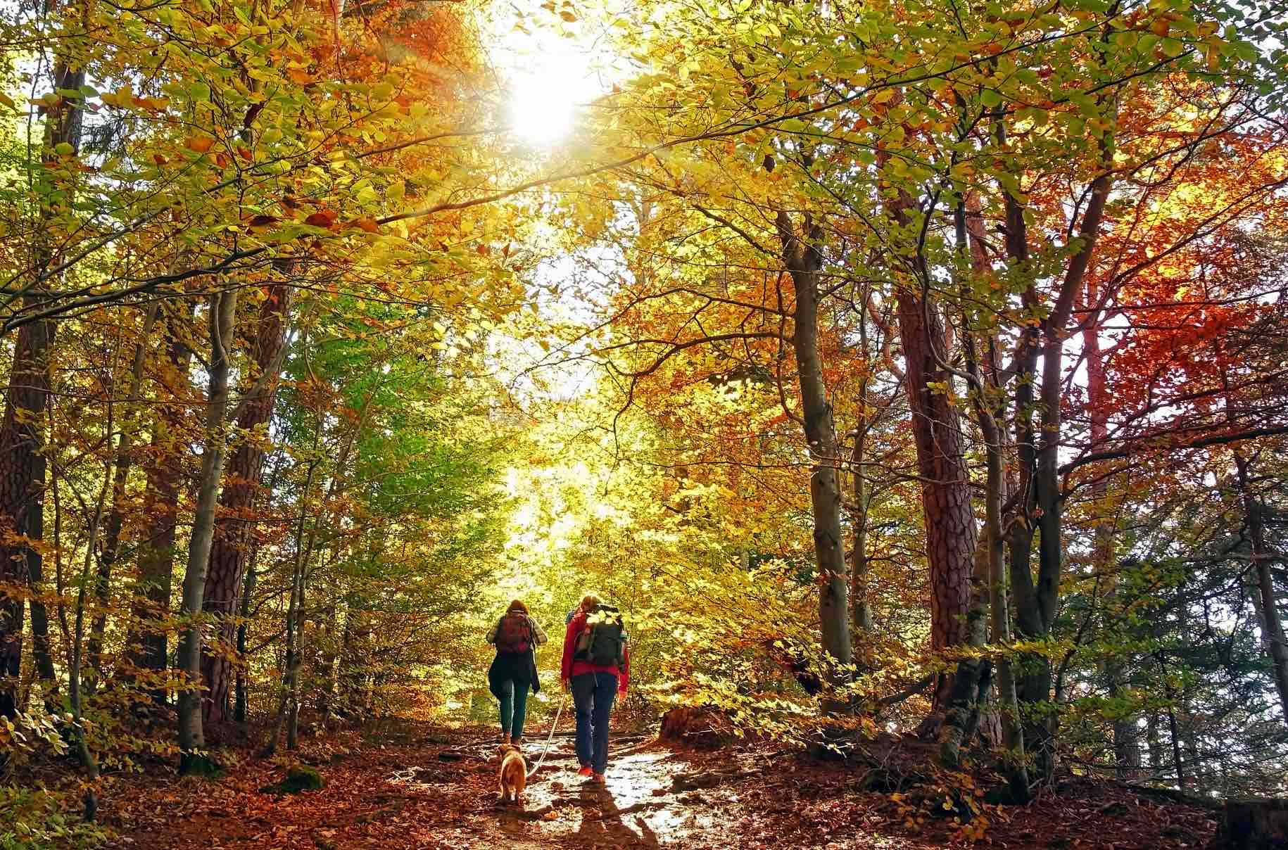 Hiking 桌布 壁紙 — 兩名遠足人士和一隻狗在陽光斑駁的秋日森林中漫步，金黃色的樹葉在明亮的陽光下閃閃發光。