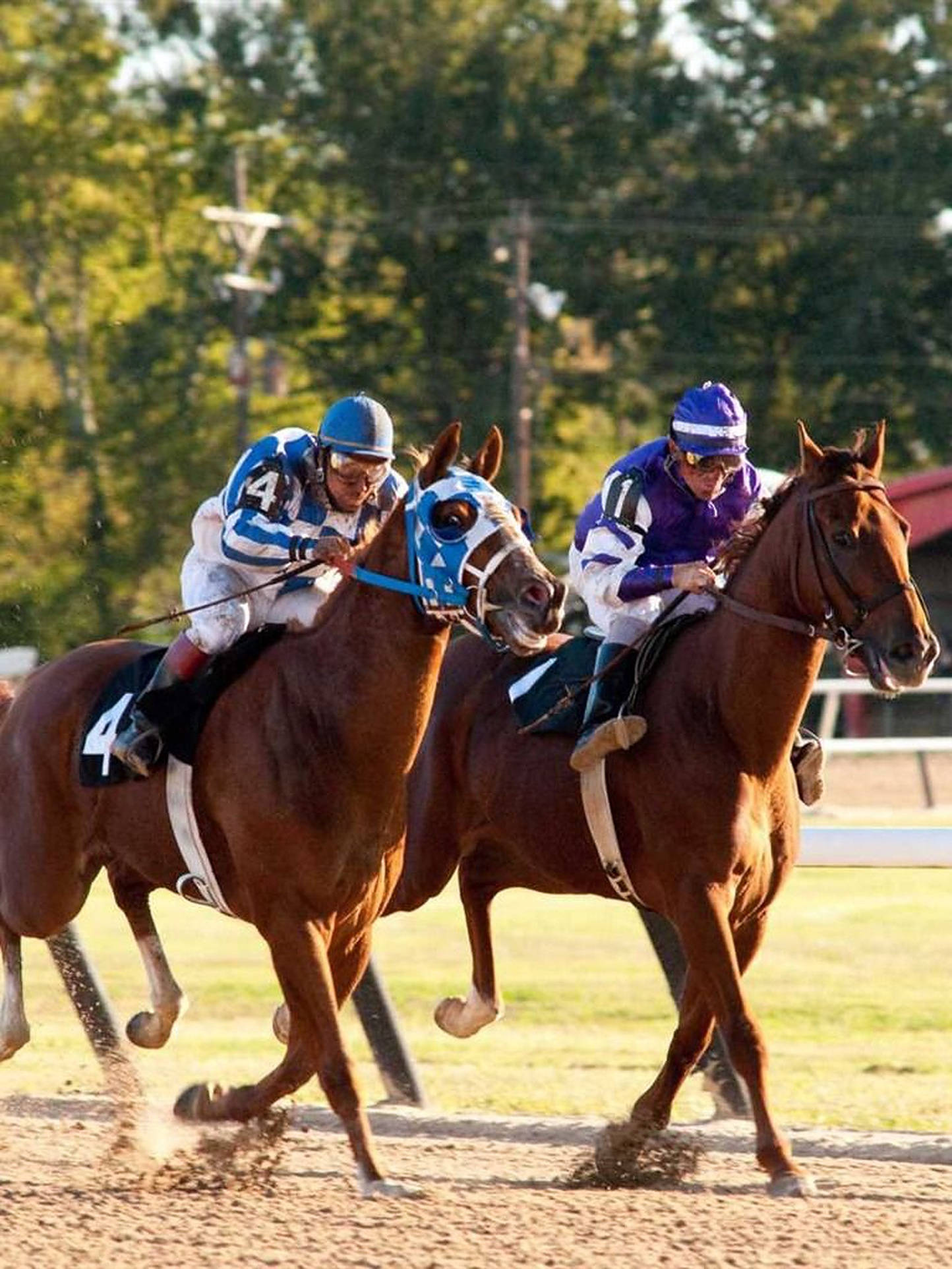 Secretariat 桌布 壁紙 — 兩名騎師身穿藍色和紫色絲綢，在陽光照耀的泥地賽道上騎著棕色純種馬競賽，背景有樹木。