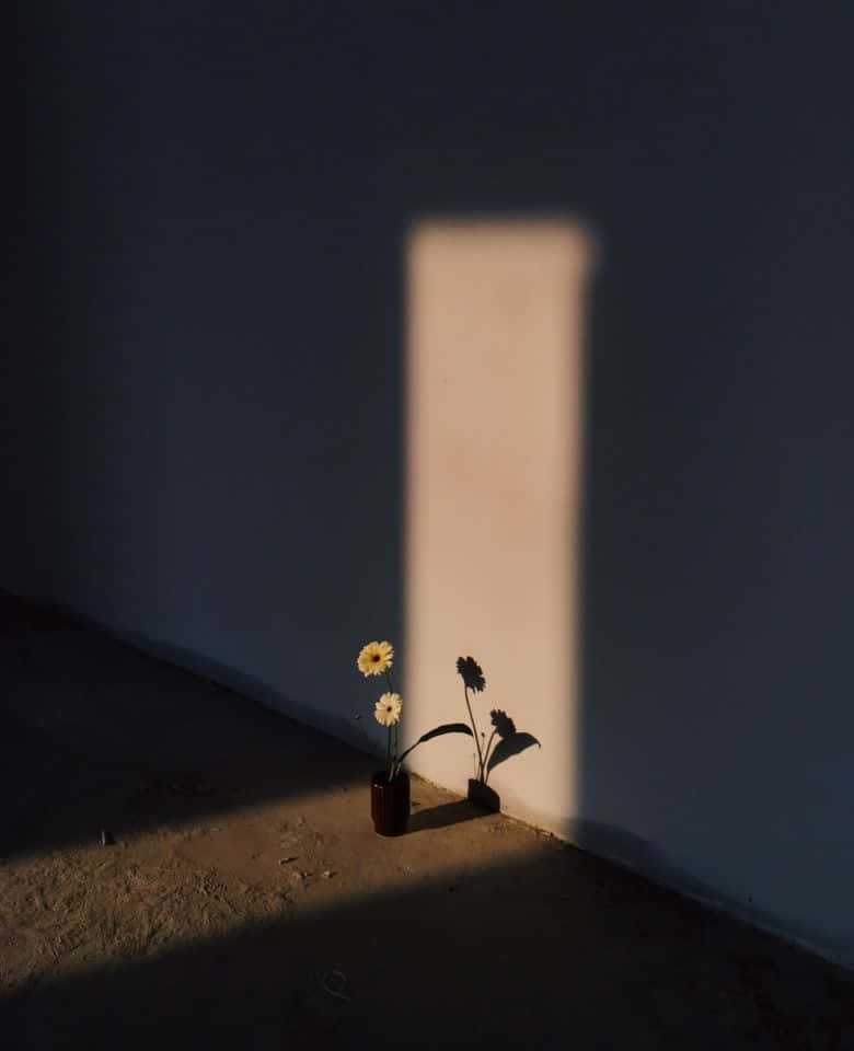 Minimalist Photography 桌布 壁紙 — 兩小盆花沐浴在溫暖陽光的狹窄光束中，在樸素的牆壁和地板上投下長長的影子。