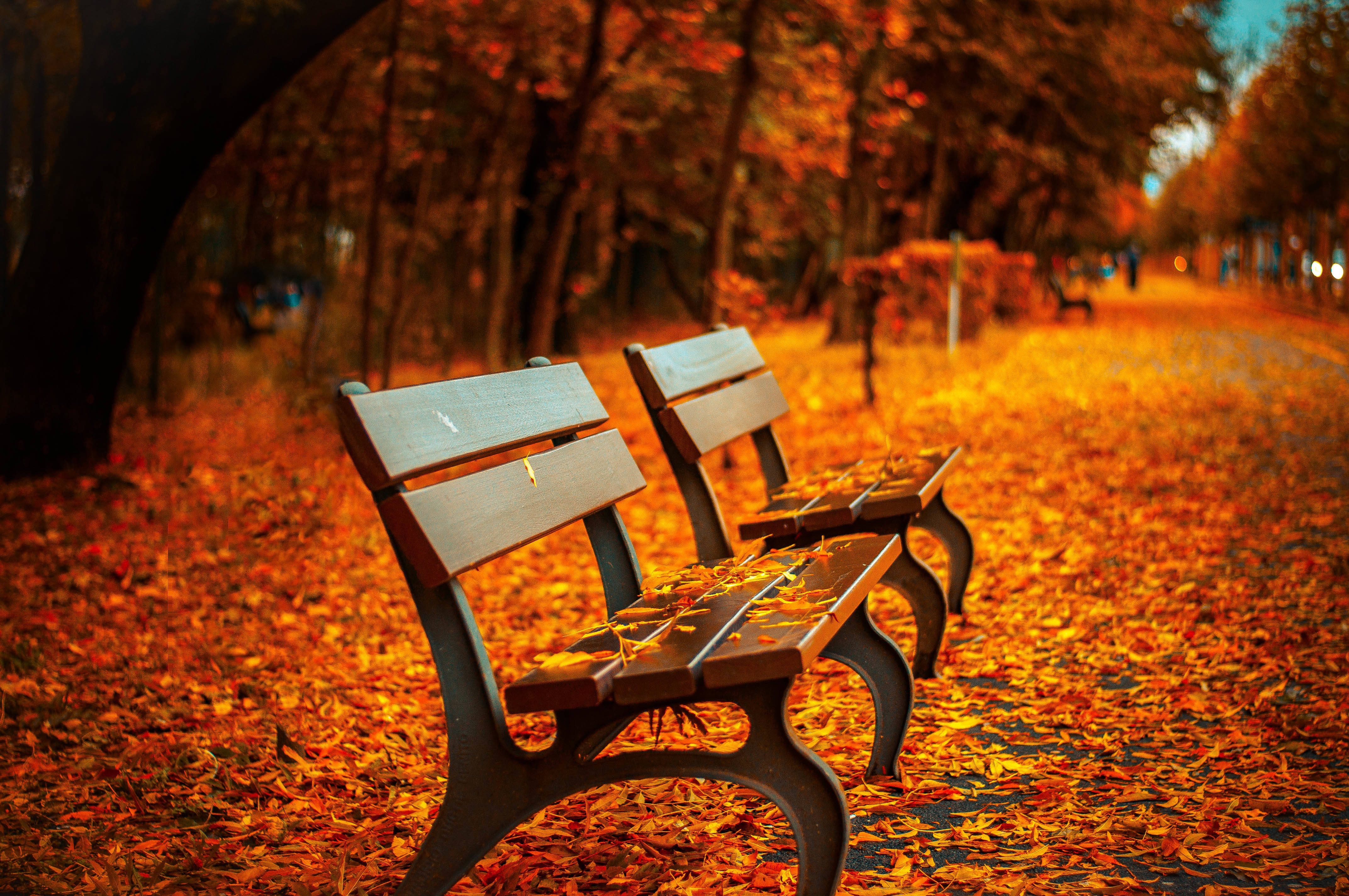 Fall Leaves 桌布 壁紙 — 兩張木製長凳靜靜地坐在一條落葉滿佈的公園小徑旁，上方是火紅橙色的秋葉樹冠。