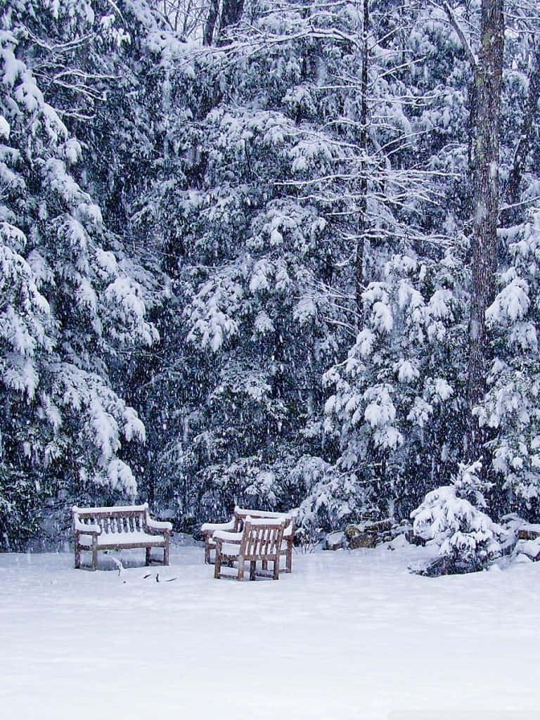 Snowstorm 桌布 壁紙 — 兩張木製長凳靜靜地坐在白雪覆蓋的森林空地上，雪花飄落。