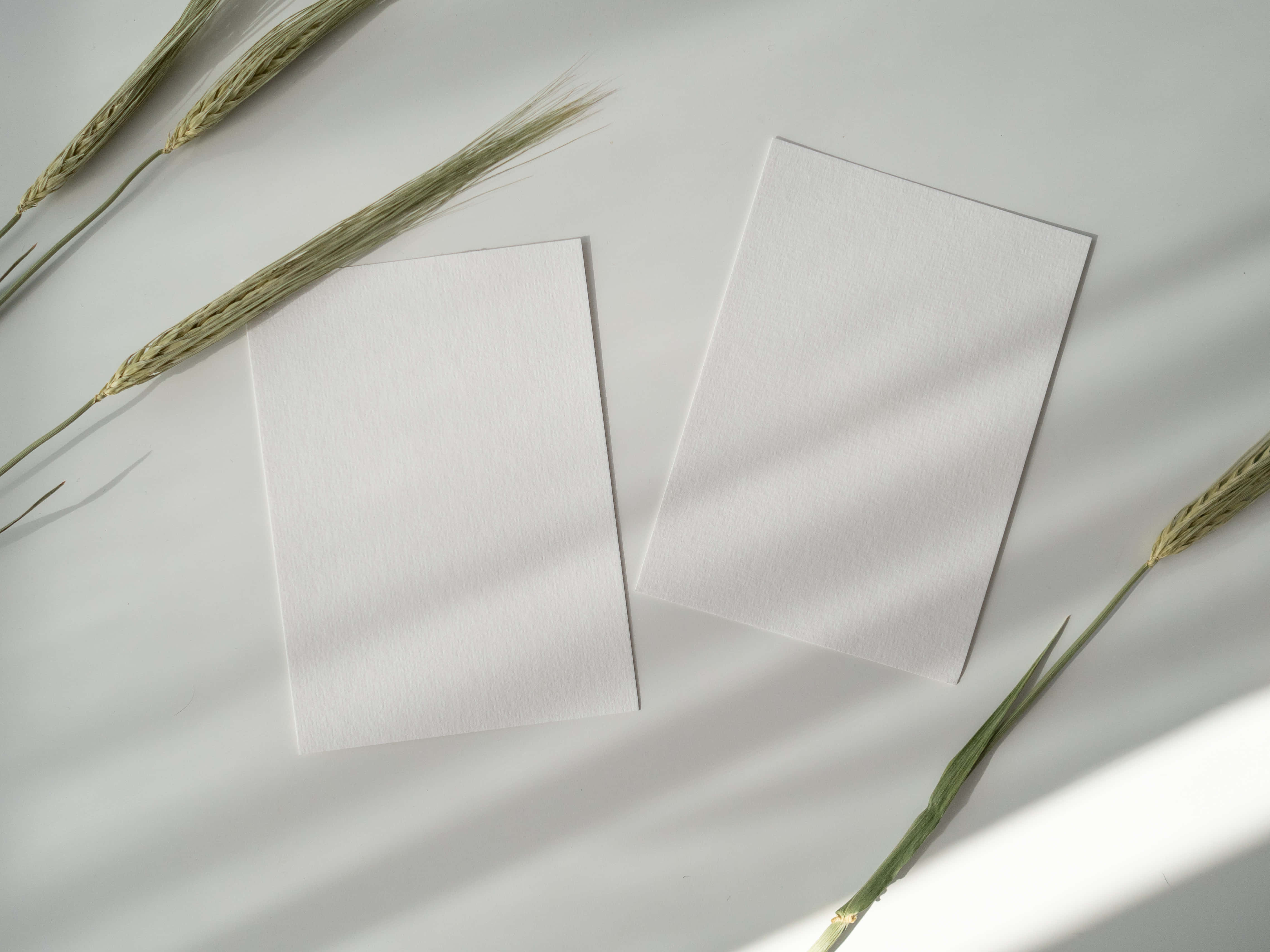 paper 桌布 壁紙 — 兩張空白紋理卡放在明亮的白色表面上，旁邊是乾燥的小麥莖，投下柔和陰影。