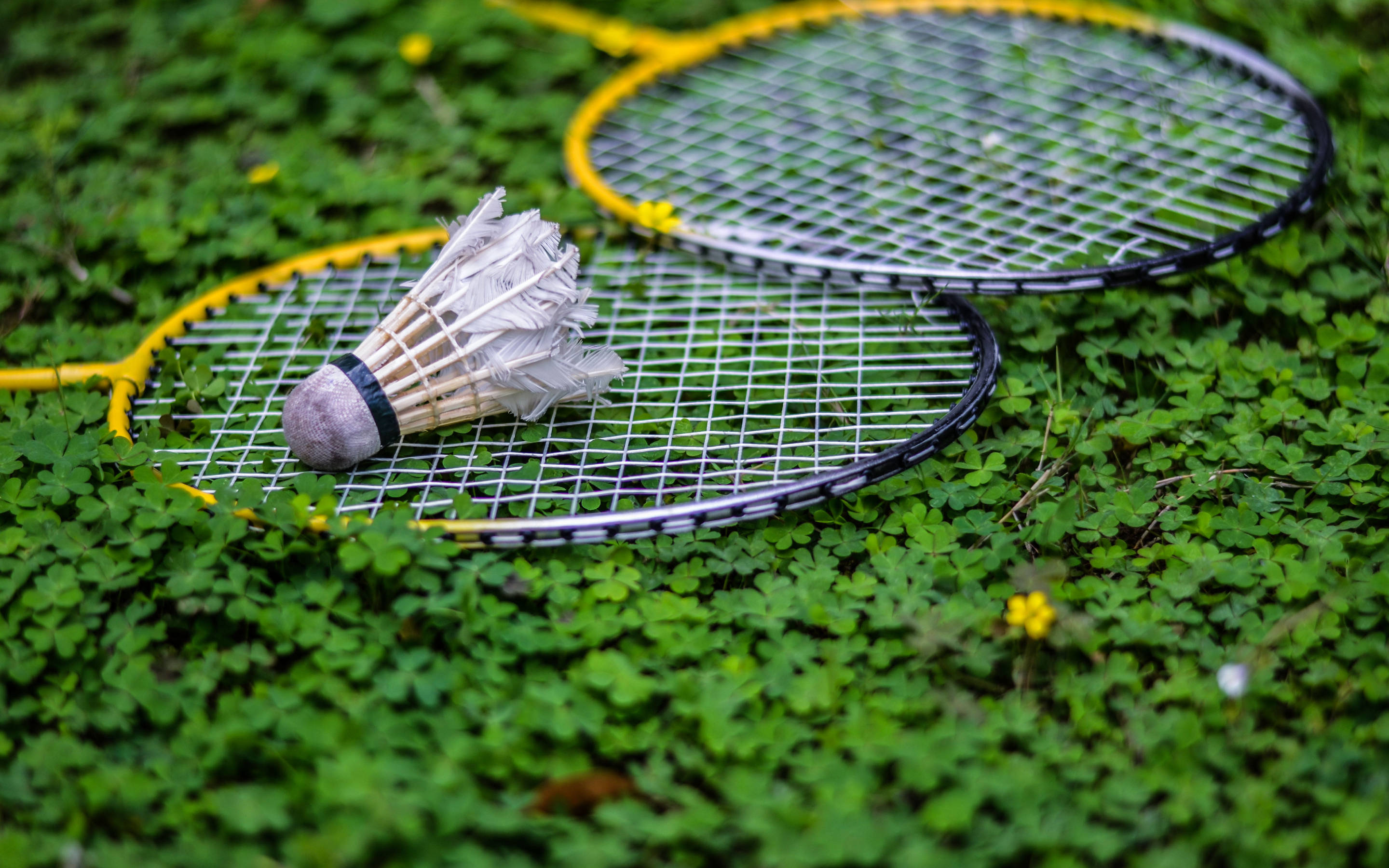 Badminton 桌布 壁紙 — 兩支黃色羽毛球拍和一個羽毛球放在一片充滿活力的綠色三葉草上，周圍散落著黃色花朵。