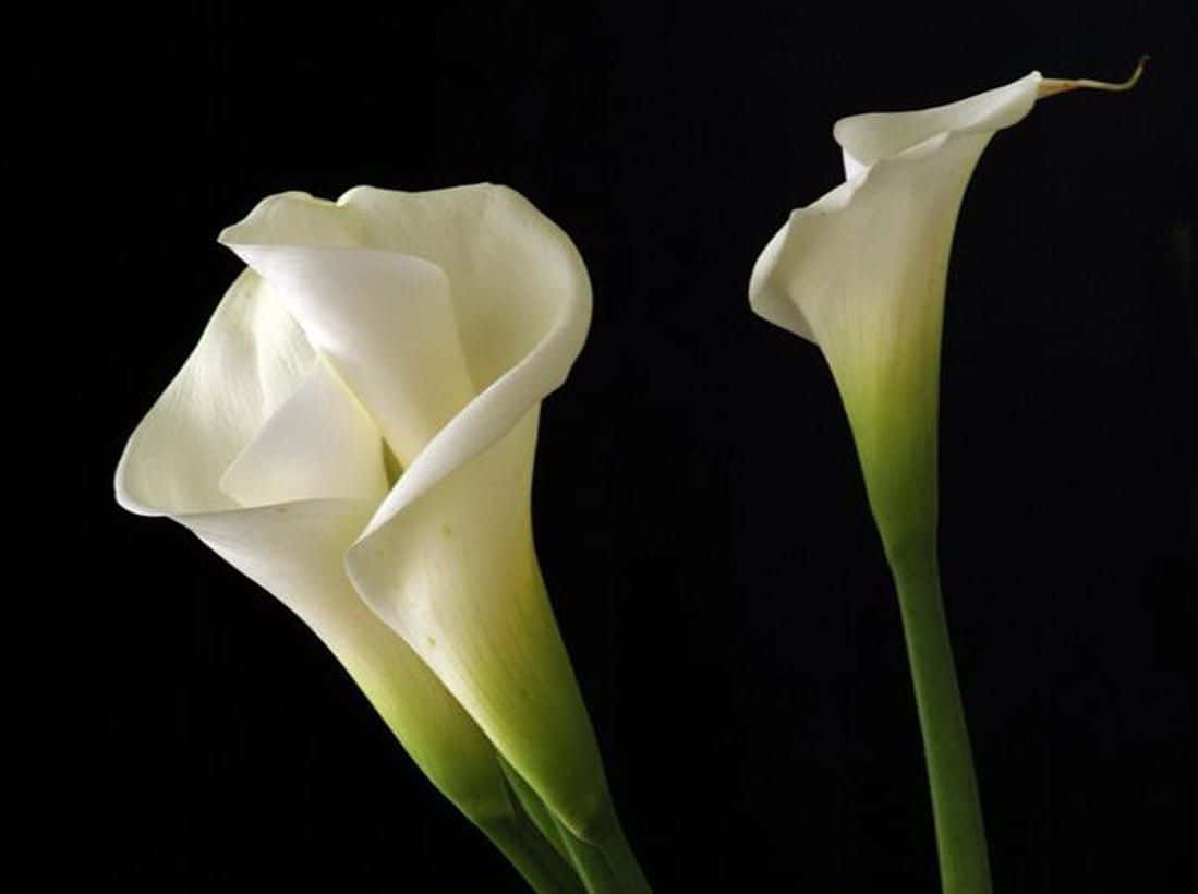 lily 桌布 壁紙 — 兩朵優雅的白色馬蹄蓮，綠色莖幹，在純黑背景下格外突出。