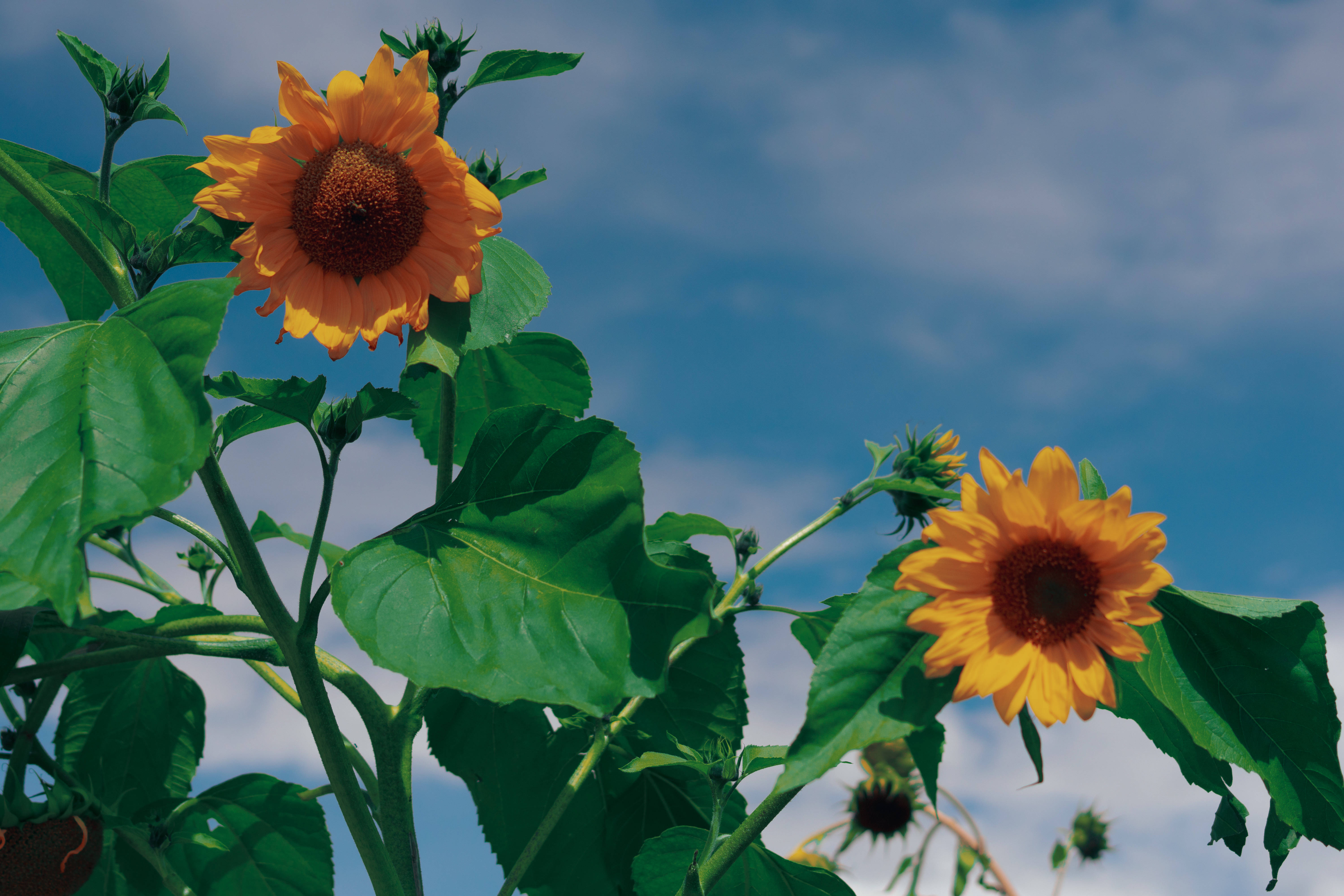 Sunflower Aesthetic 桌布 壁紙 — 兩朵充滿活力的向日葵，擁有茂盛的綠葉，在明亮的藍天和柔軟的白雲襯托下盛開。