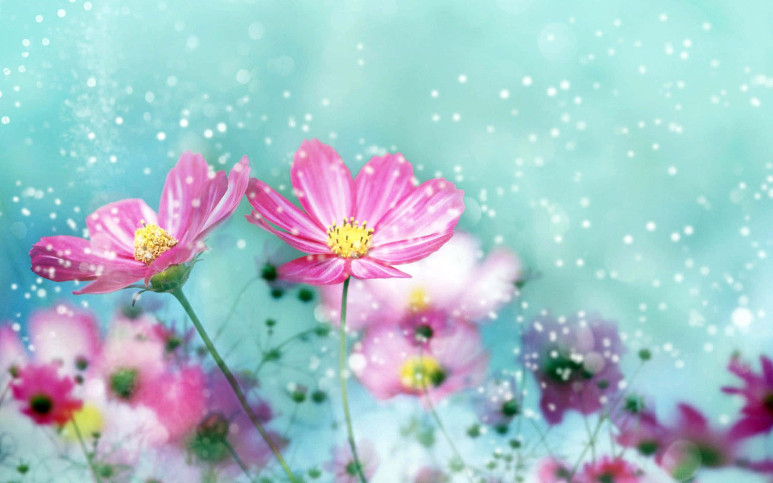 Kawaii Flower 桌布 壁紙 — 兩朵充滿活力的粉紅色波斯菊在柔和的藍綠色背景下綻放，帶有閃爍的散景效果。