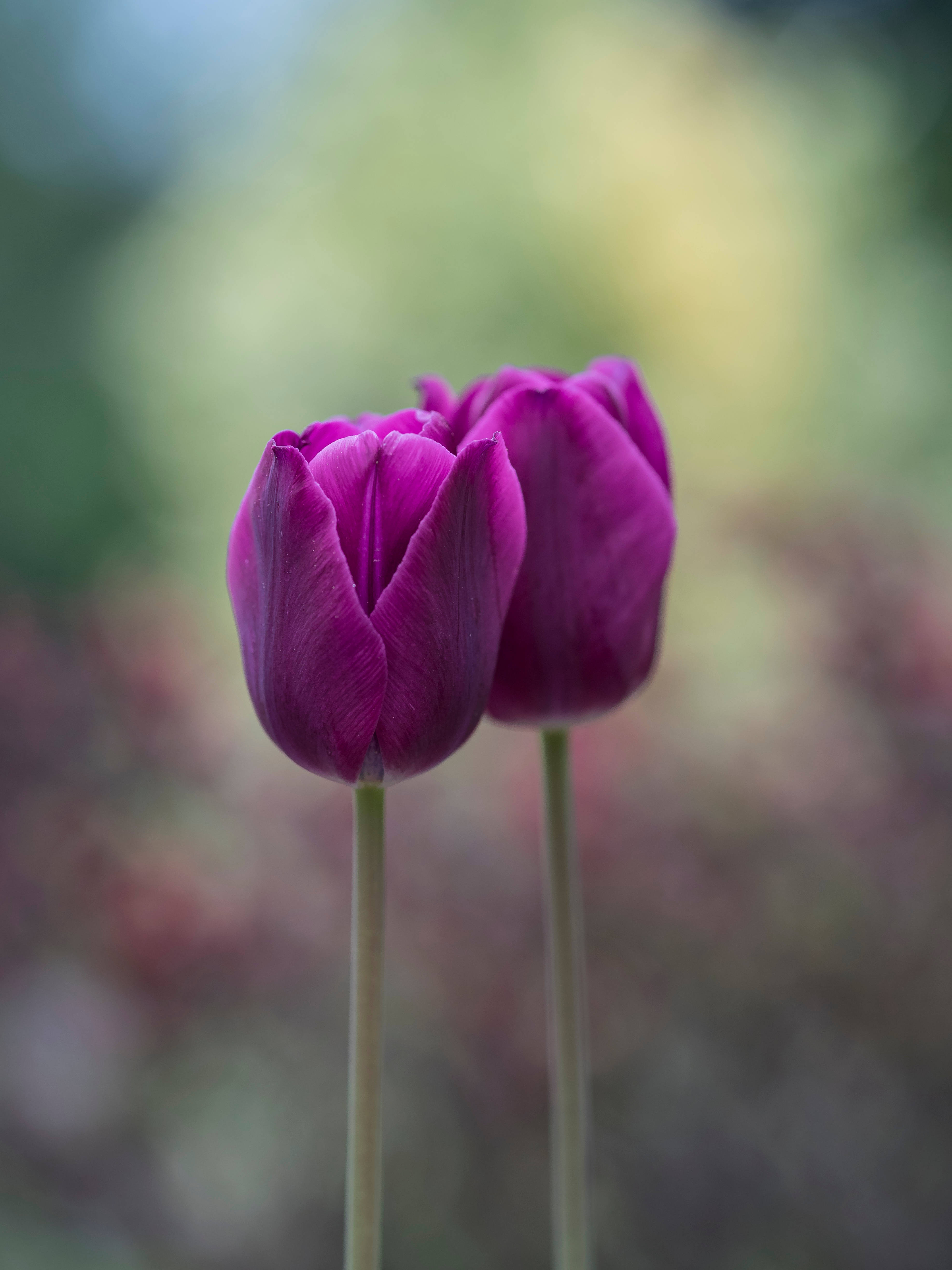 Violet 桌布 壁紙 — 兩朵充滿活力的紫色鬱金香高高聳立，背景是柔和模糊的花園，帶有綠色和黃色的點綴。
