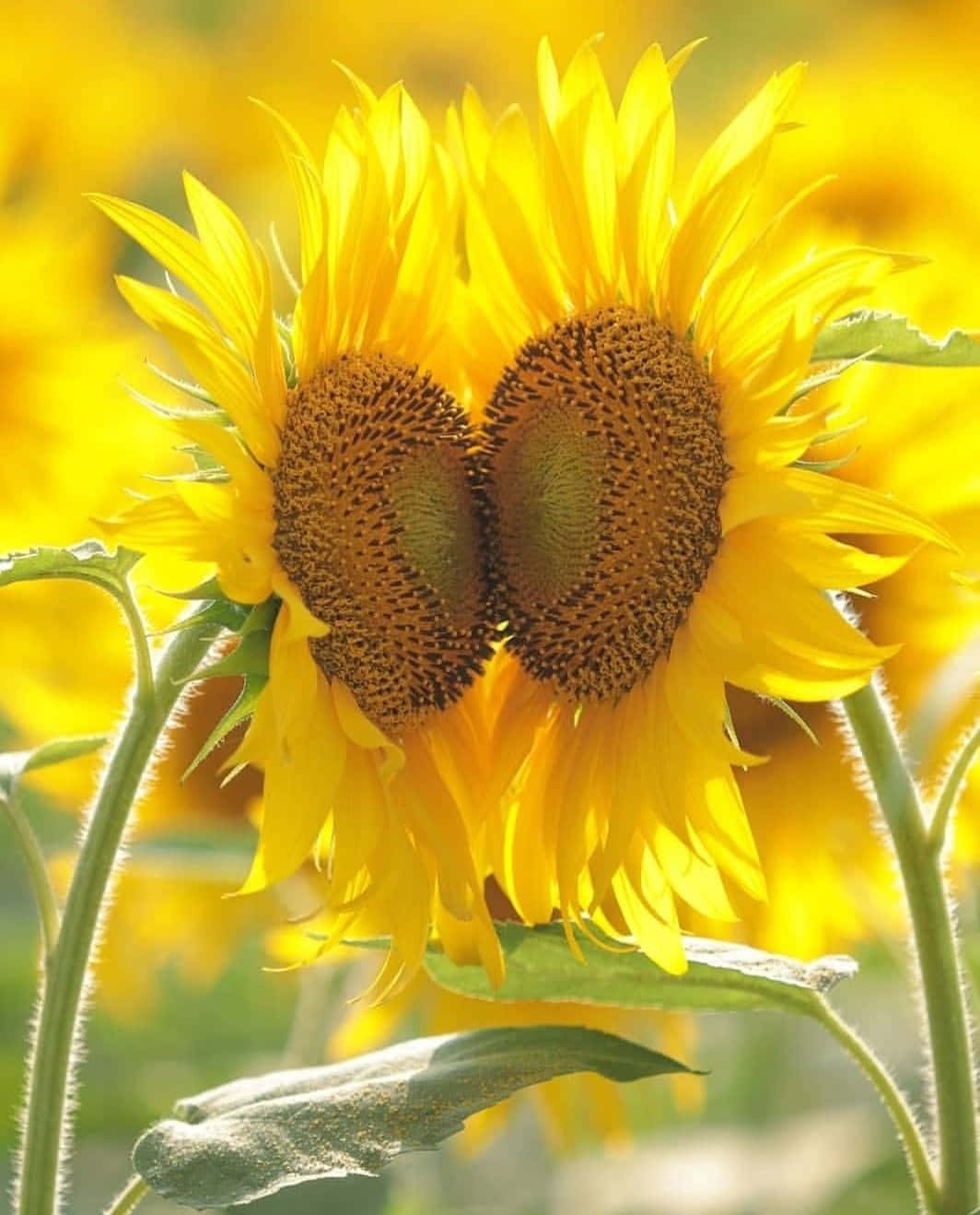 Beautiful Sunflower 桌布 壁紙 — 兩朵向日葵在一片金色田野中面對面，用它們深色的中心形成一個心形。