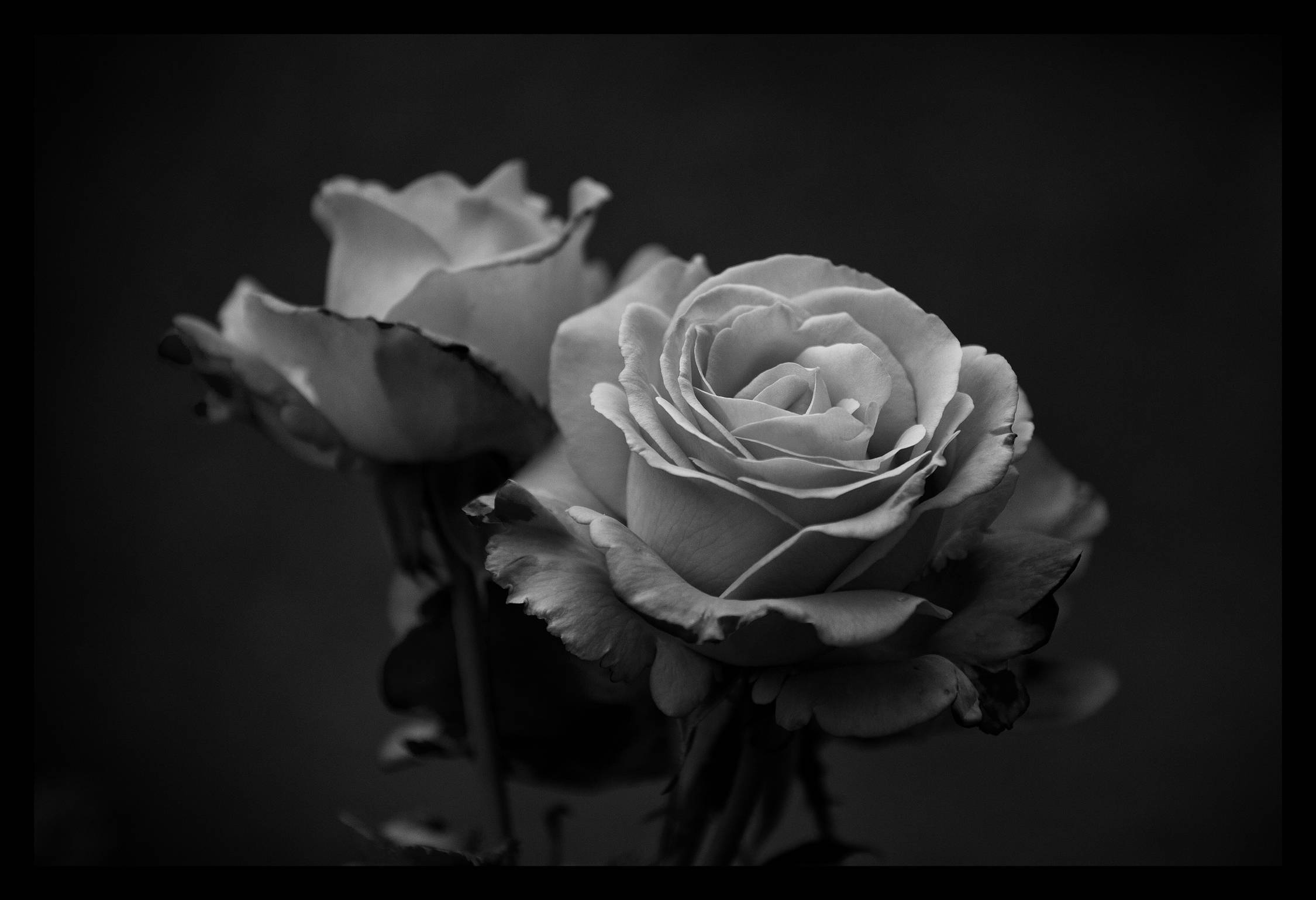 Rose Flower 桌布 壁紙 — 兩朵單色玫瑰在深色背景下柔和綻放，細膩的光線突顯其層層疊疊的花瓣。