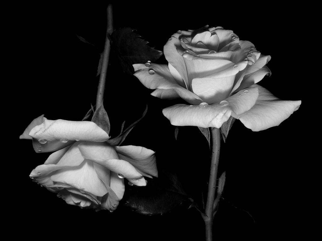 Rose Flower 桌布 壁紙 — 兩朵單色玫瑰帶有露珠，在純黑背景上閃爍，形成高對比。