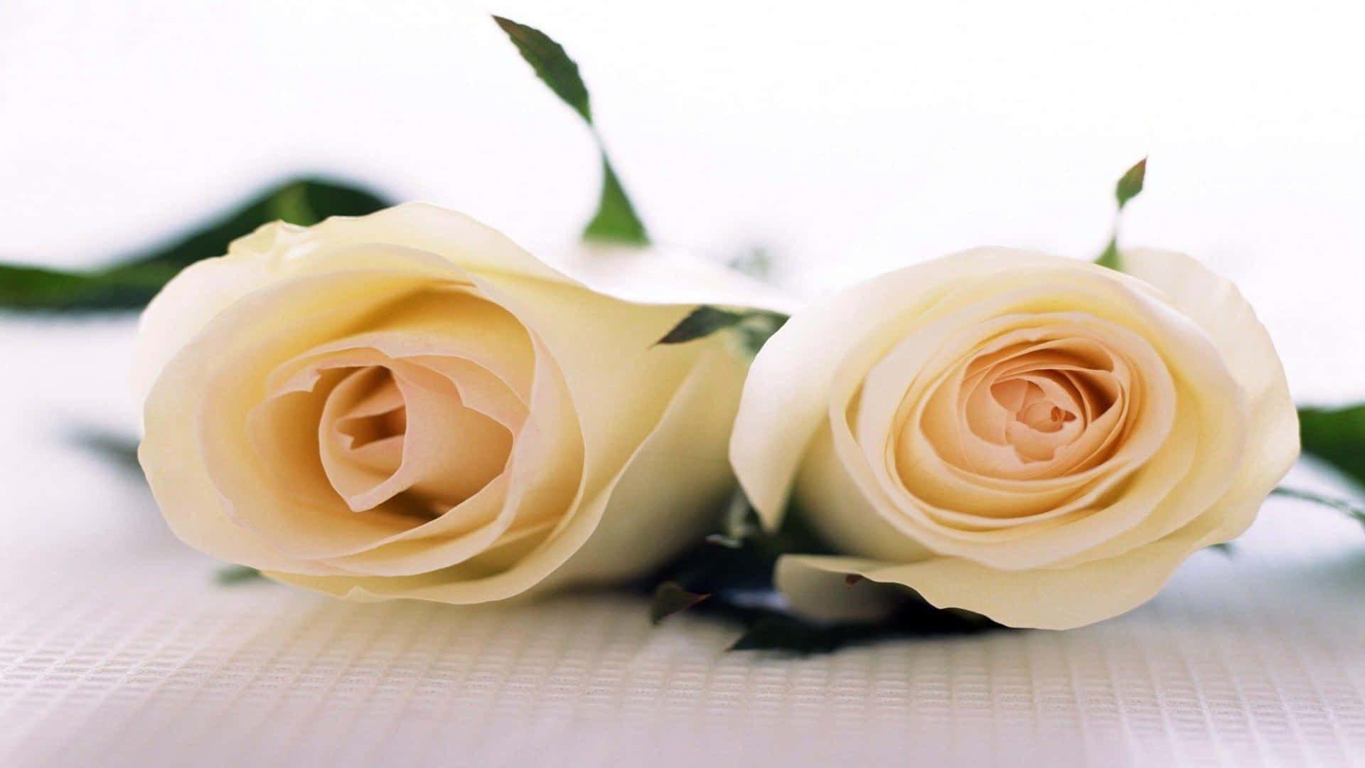 Rose Flower 桌布 壁紙 — 兩朵奶油白色玫瑰，花瓣細膩，輕輕地放在有紋理的白色表面上，背景明亮模糊。