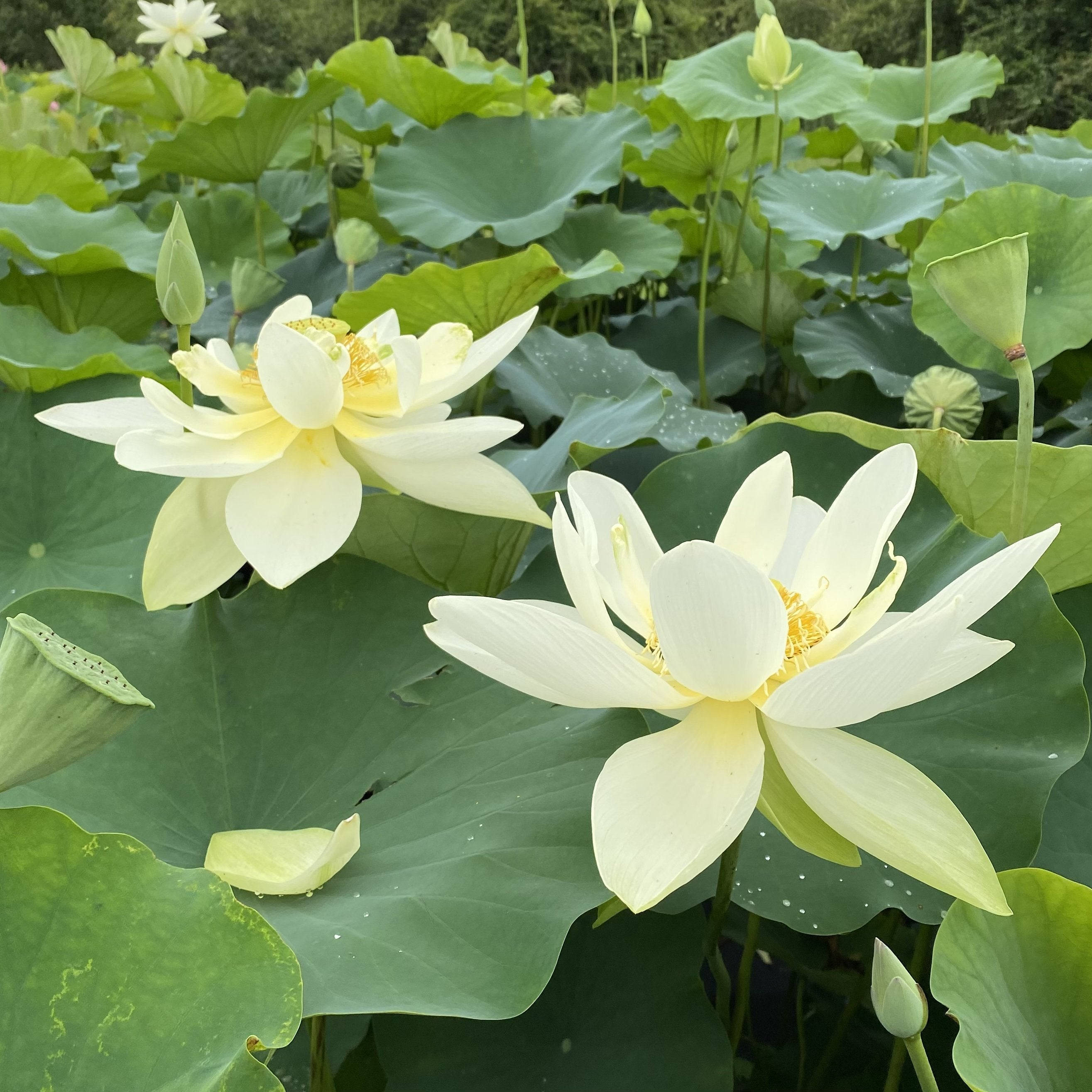lotus 桌布 壁紙 — 兩朵奶油白色的蓮花在寧靜的池塘中，於大片綠色睡蓮葉間優雅綻放。