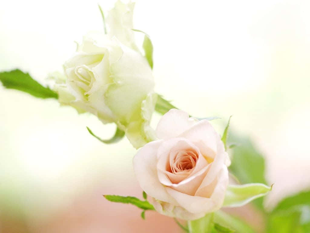 White Rose 桌布 壁紙 — 兩朵嬌嫩的玫瑰，一朵盛開，一朵含苞待放，在明亮模糊的背景上柔和地發光。