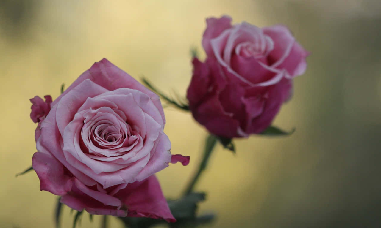 1280x768 Rose 桌布 壁紙 — 兩朵嬌嫩的粉紅玫瑰在柔和光線下，於溫暖模糊的背景中輕柔綻放。