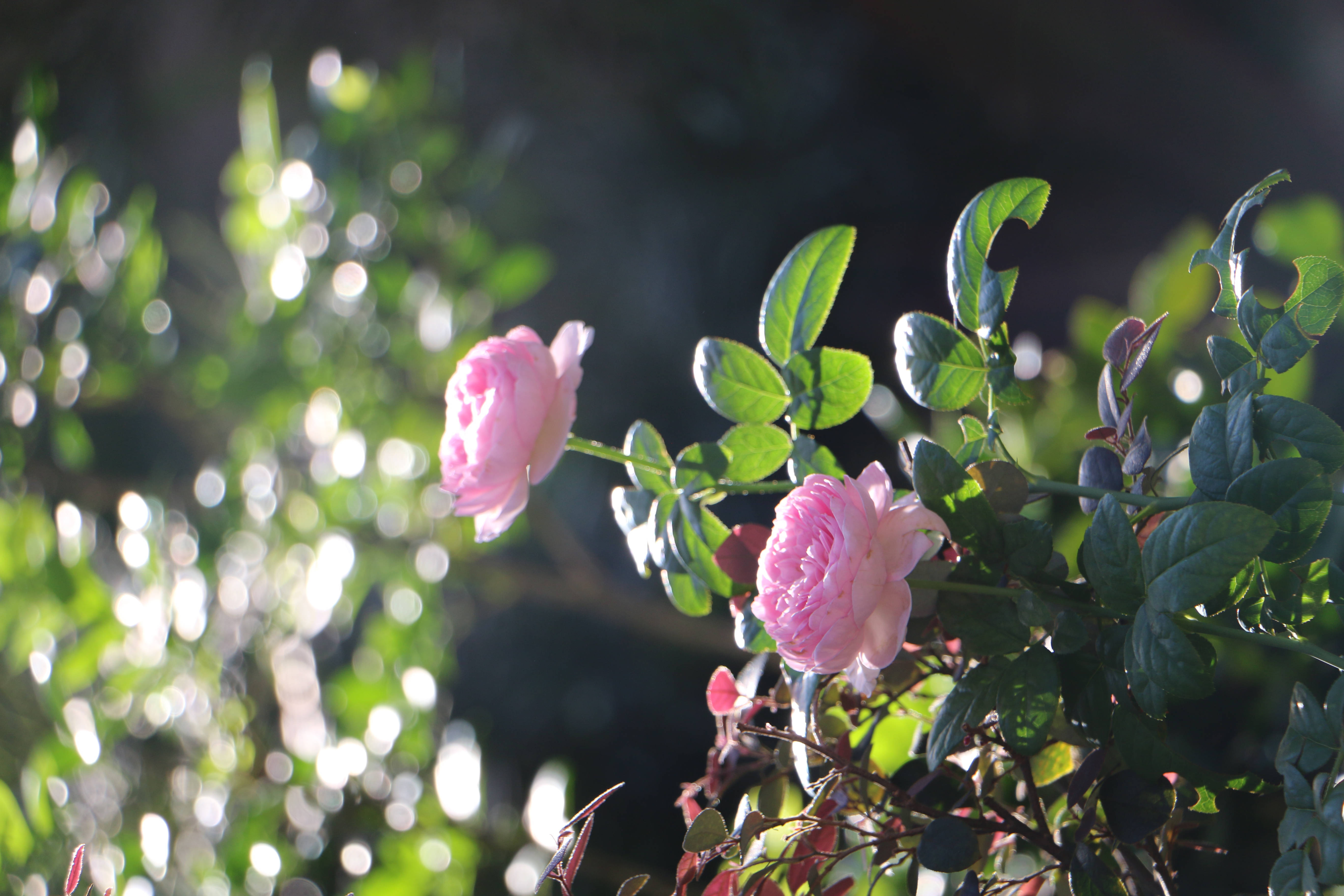 Aesthetic Rose 桌布 壁紙 — 兩朵嬌嫩的粉紅玫瑰在茂密的綠葉中盛開，背景有陽光照射的散景。
