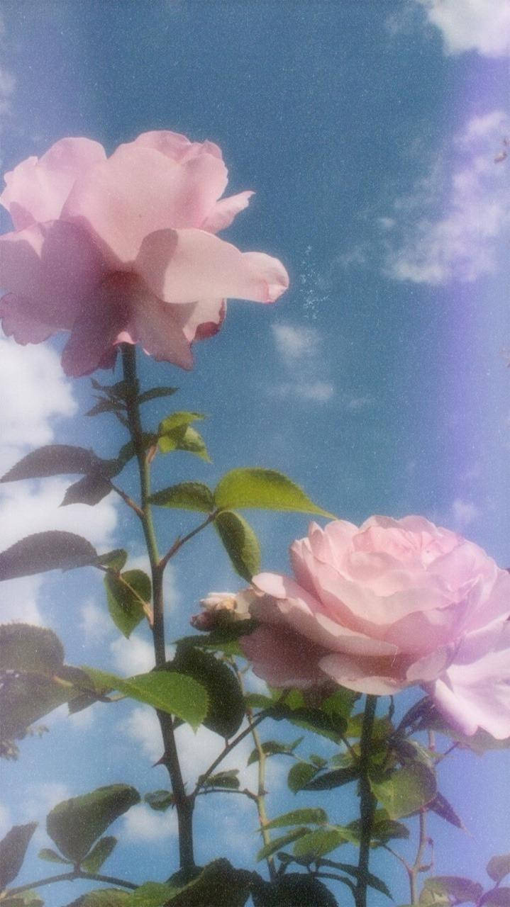 美學 Tumblr 桌布 壁紙 — 兩朵嬌嫩的粉紅玫瑰在蔚藍的天空和 fluffy 白雲中綻放。