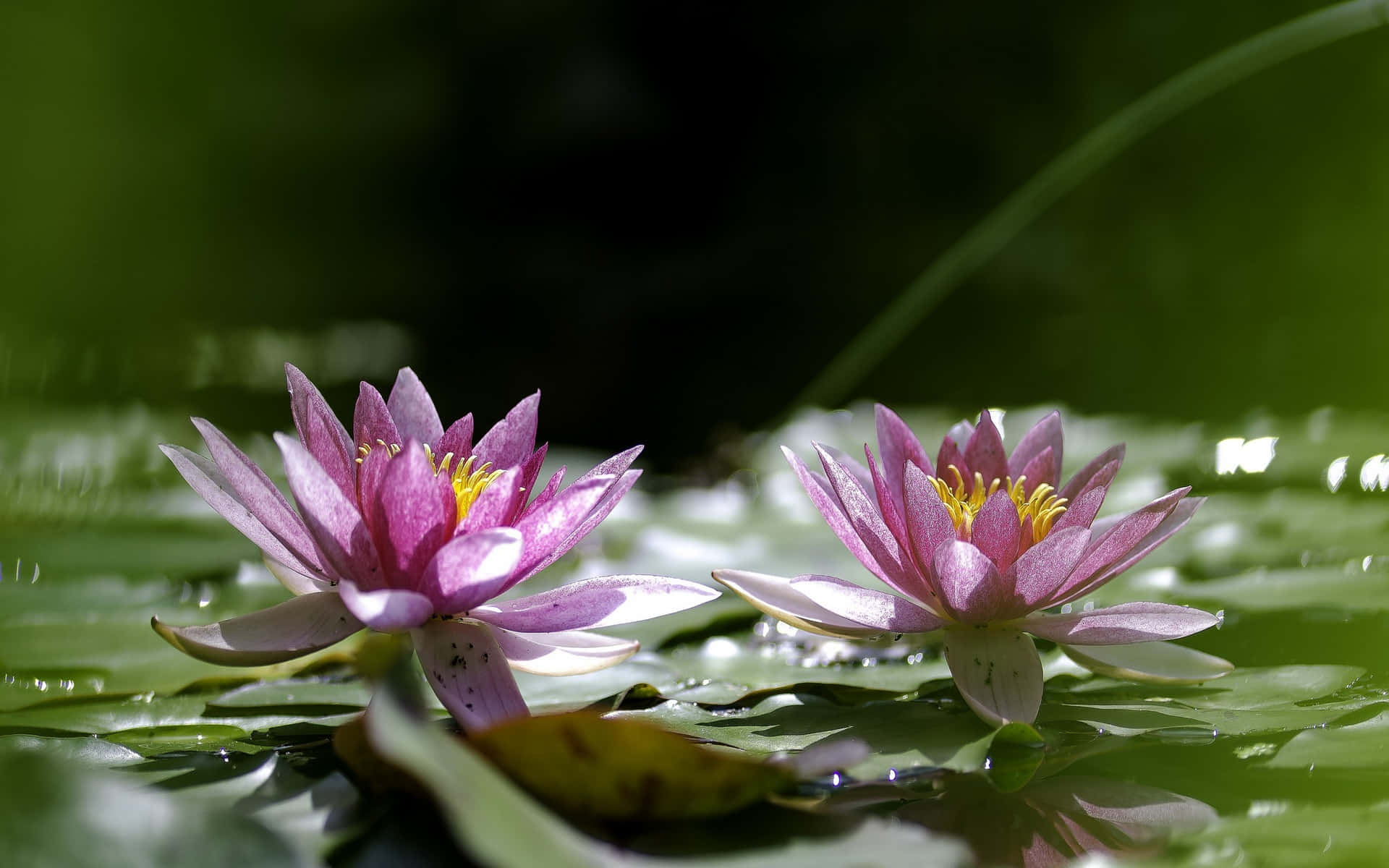 lily 桌布 壁紙 — 兩朵嬌嫩的粉紅色睡蓮在陽光明媚的池塘上優雅地綻放，周圍環繞著茂盛的綠色睡蓮葉。