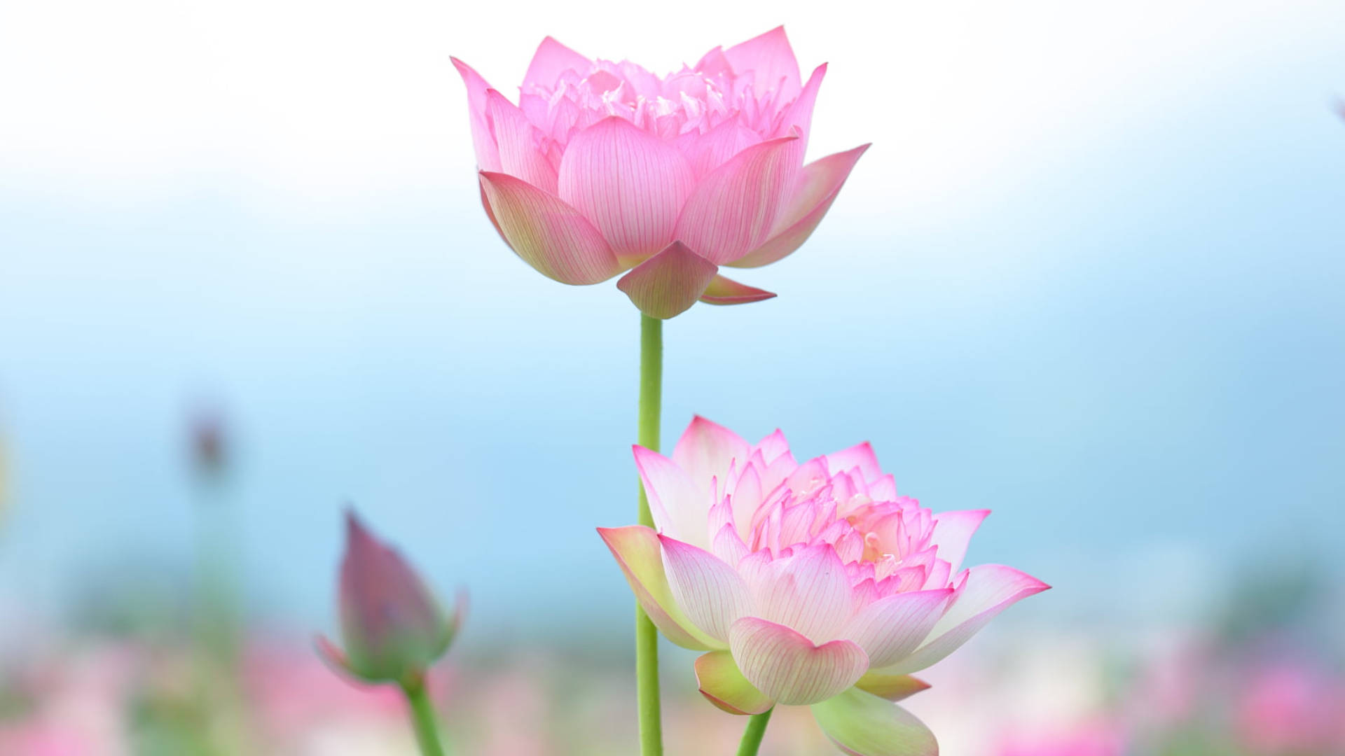 蓮花 桌布 壁紙 — 兩朵嬌嫩的粉紅色蓮花在柔和的藍天和模糊的花卉背景下優雅地綻放。