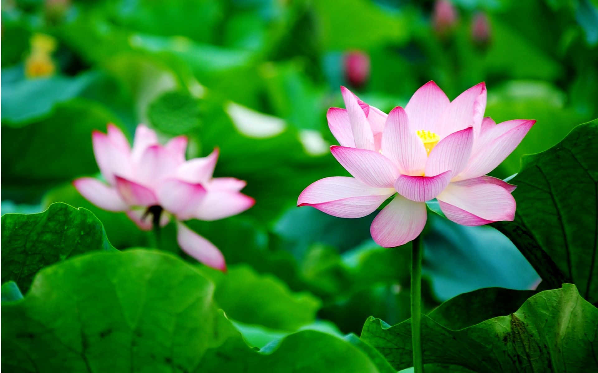 lotus 桌布 壁紙 — 兩朵嬌嫩的粉紅蓮花在寧靜的池塘中，在茂盛的綠色睡蓮葉間優雅地綻放。