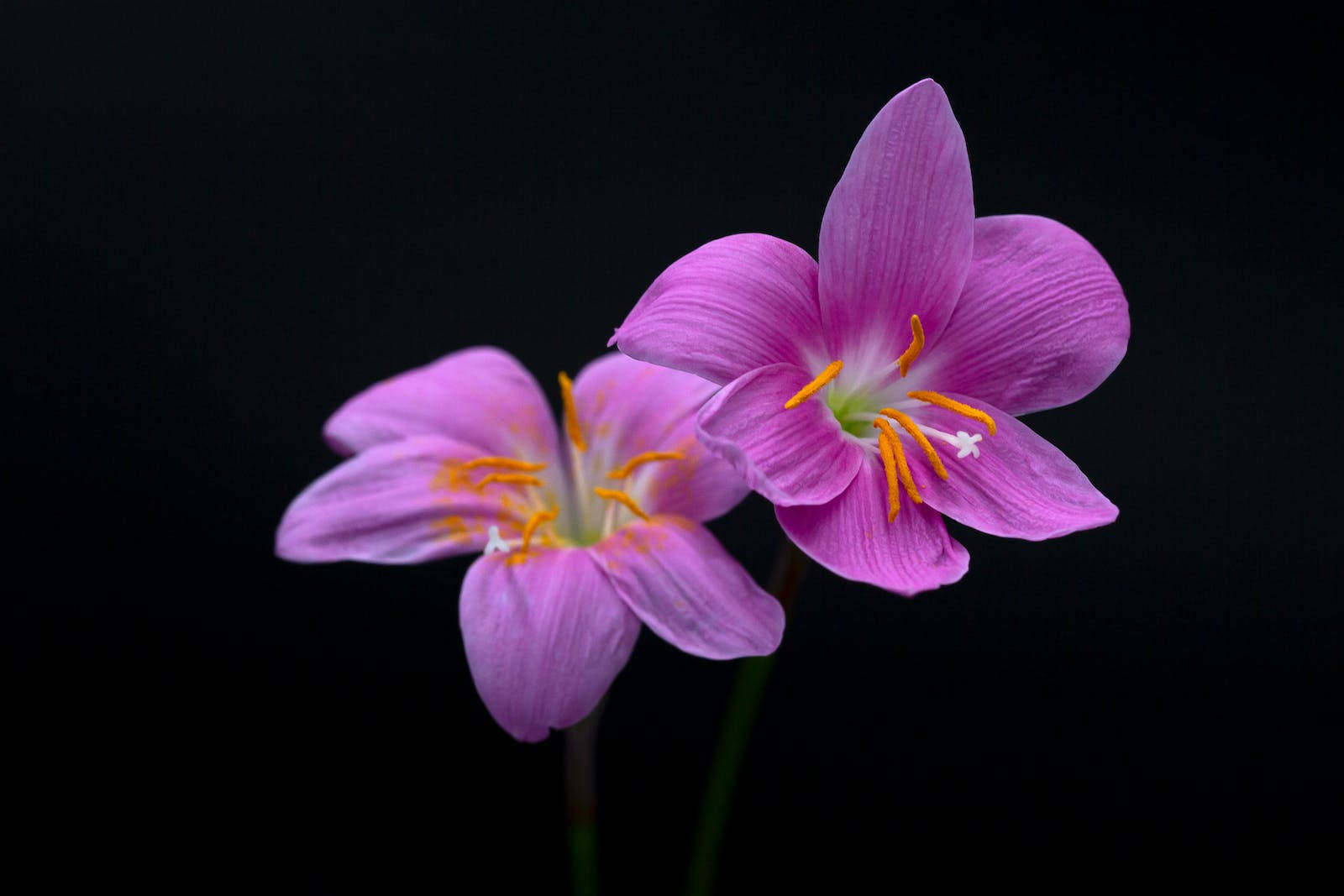Real Floral 桌布 壁紙 — 兩朵帶有橙色雄蕊的嬌嫩粉紅色花朵在純黑背景下綻放。