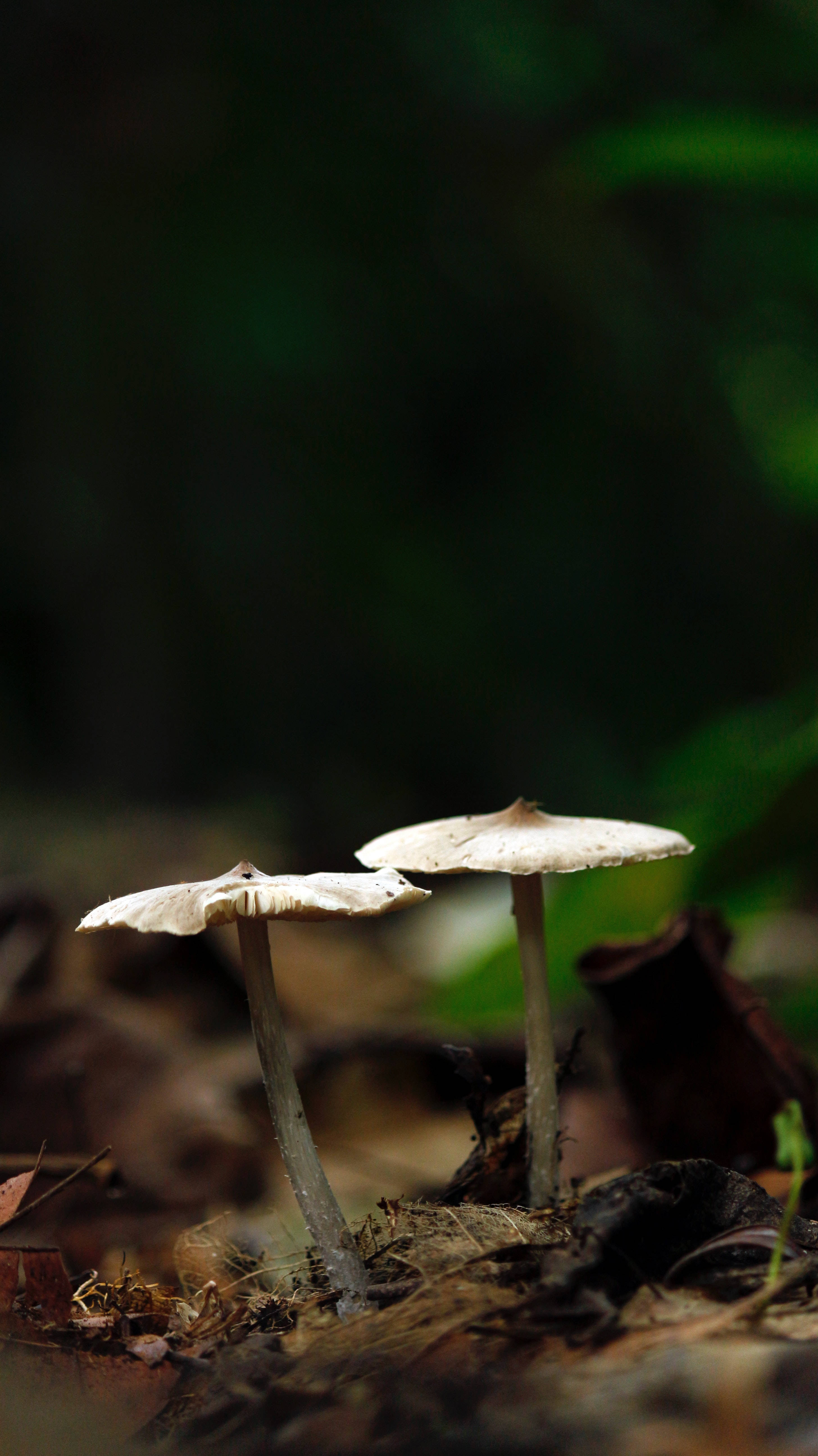 Mushroom Aesthetic 桌布 壁紙 — 兩朵帶有淡色菌蓋的精緻蘑菇，從陰暗森林地面的一層腐爛落葉中冒出。