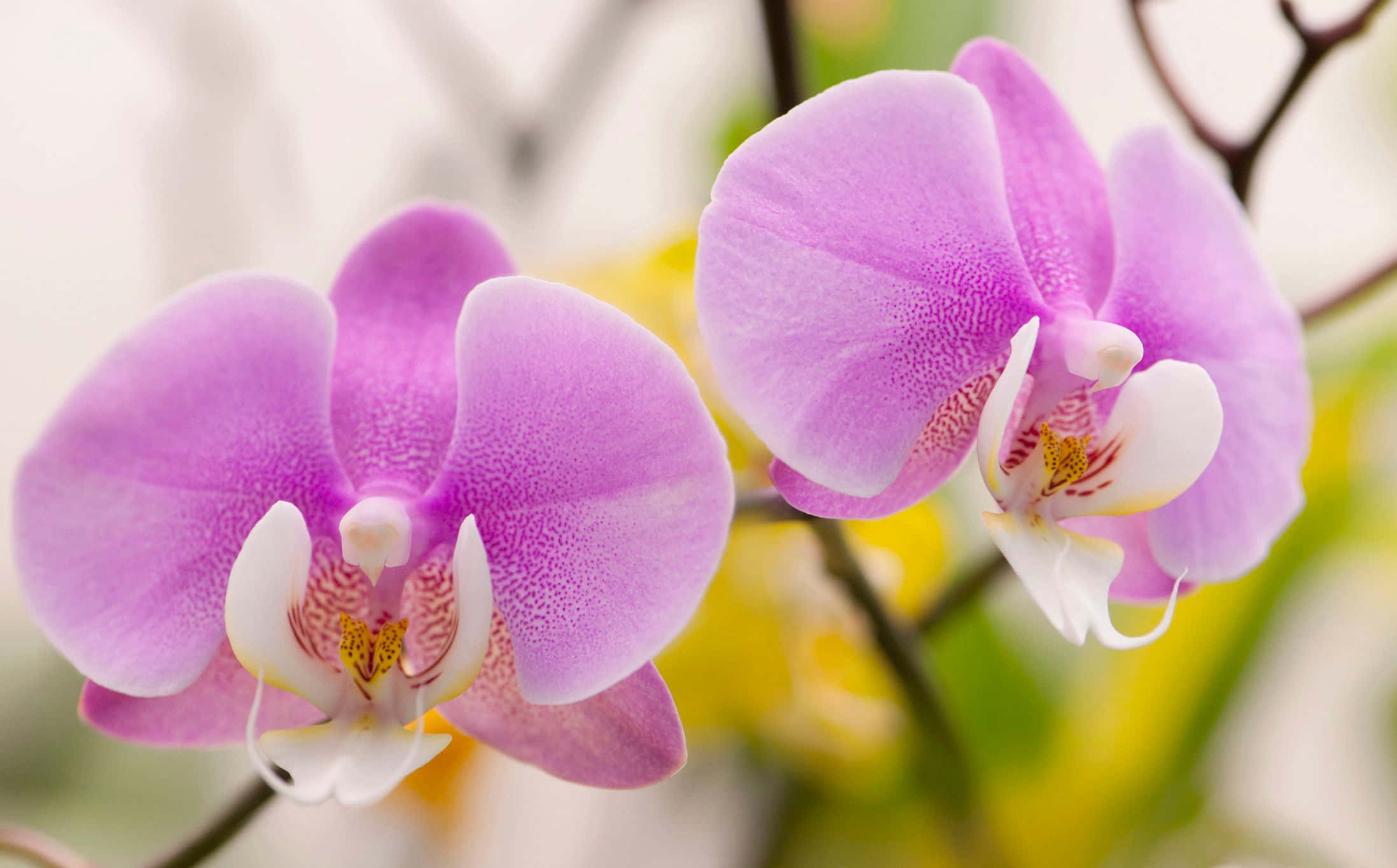 Orchid 桌布 壁紙 — 兩朵帶有白色中心的精緻紫色蘭花，在模糊的綠色和黃色背景下柔和綻放。