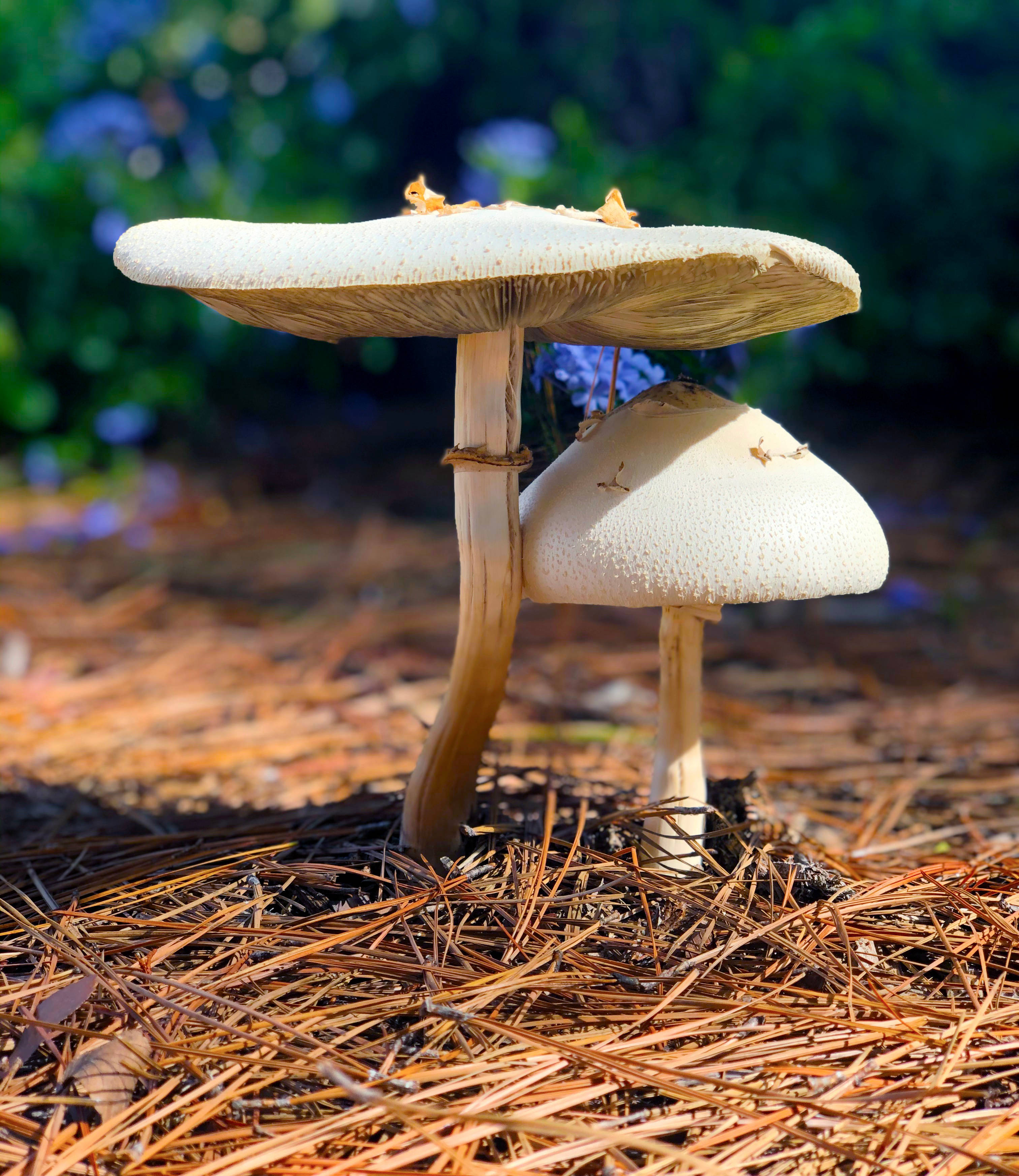 Mushroom 桌布 壁紙 — 兩朵帶有紋理菌蓋的白色大蘑菇，在斑駁的陽光下生長在乾燥的松針之間。