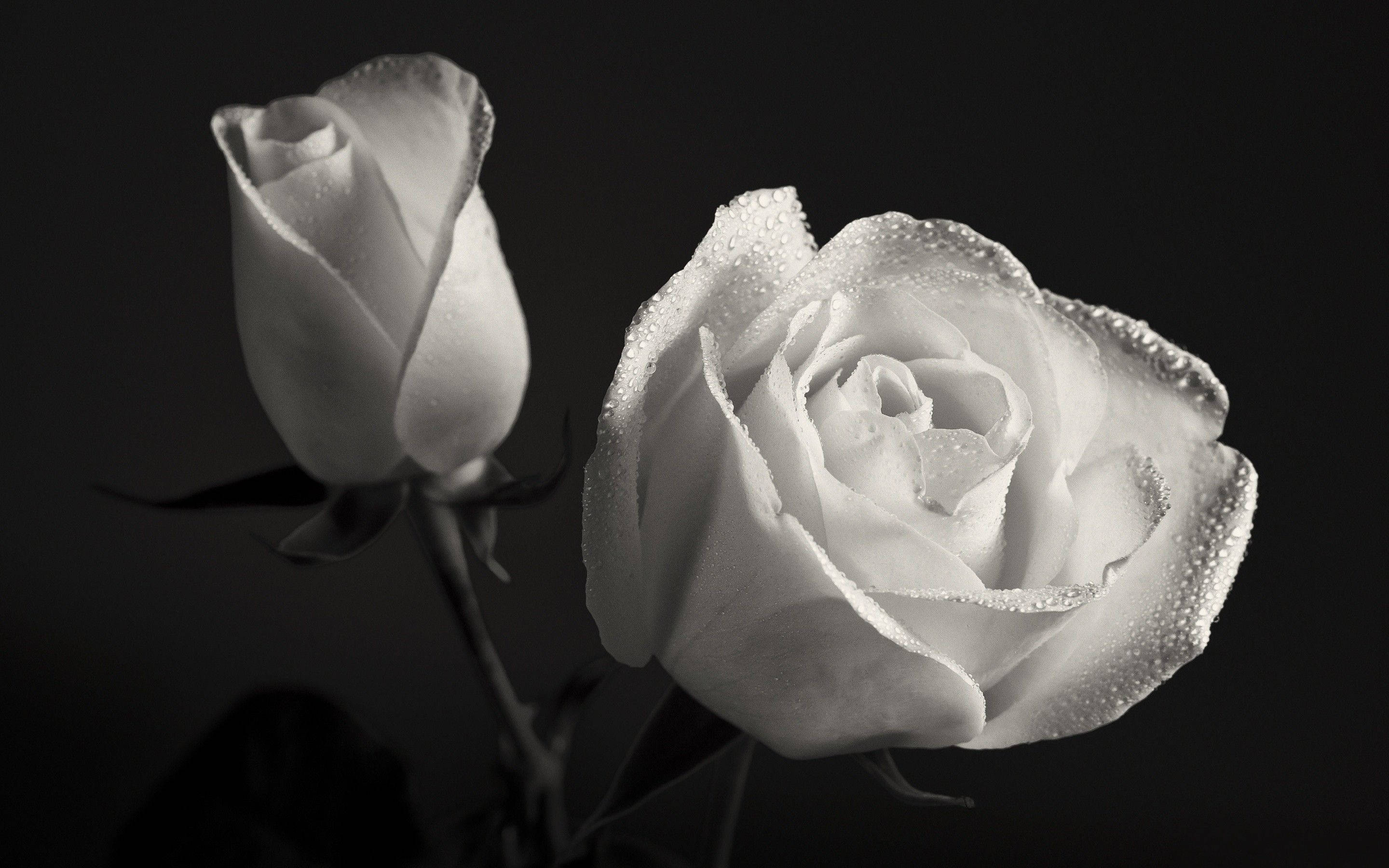 Rose Flower 桌布 壁紙 — 兩朵帶有露珠的白玫瑰在深色背景下以高對比度黑白閃爍。
