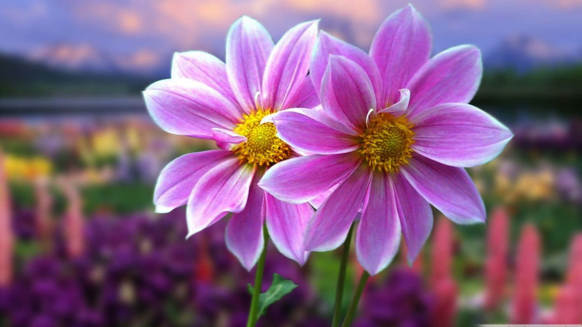 Pretty Flower 桌布 壁紙 — 兩朵帶有黃色中心的鮮豔粉紅色雛菊在黃昏時分，以柔焦效果在色彩繽紛的花園背景下綻放。