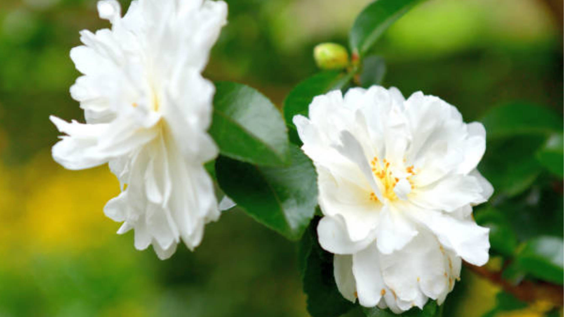 Camellia Sasanqua 桌布 壁紙 — 兩朵帶有黃色雄蕊的嬌嫩白色山茶花，在柔和的模糊花園背景下，在光澤的綠葉間綻放。
